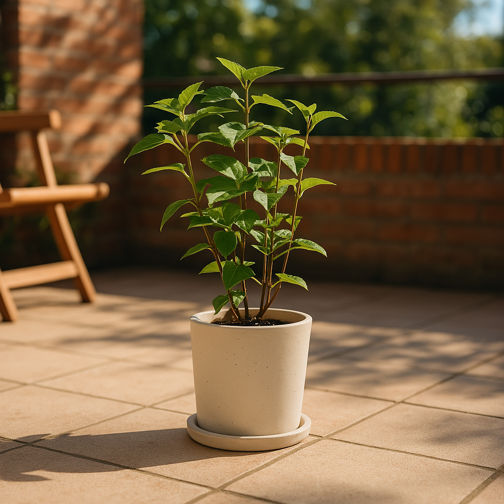 Hortensia | Hydrangea 'Strong Annabelle'