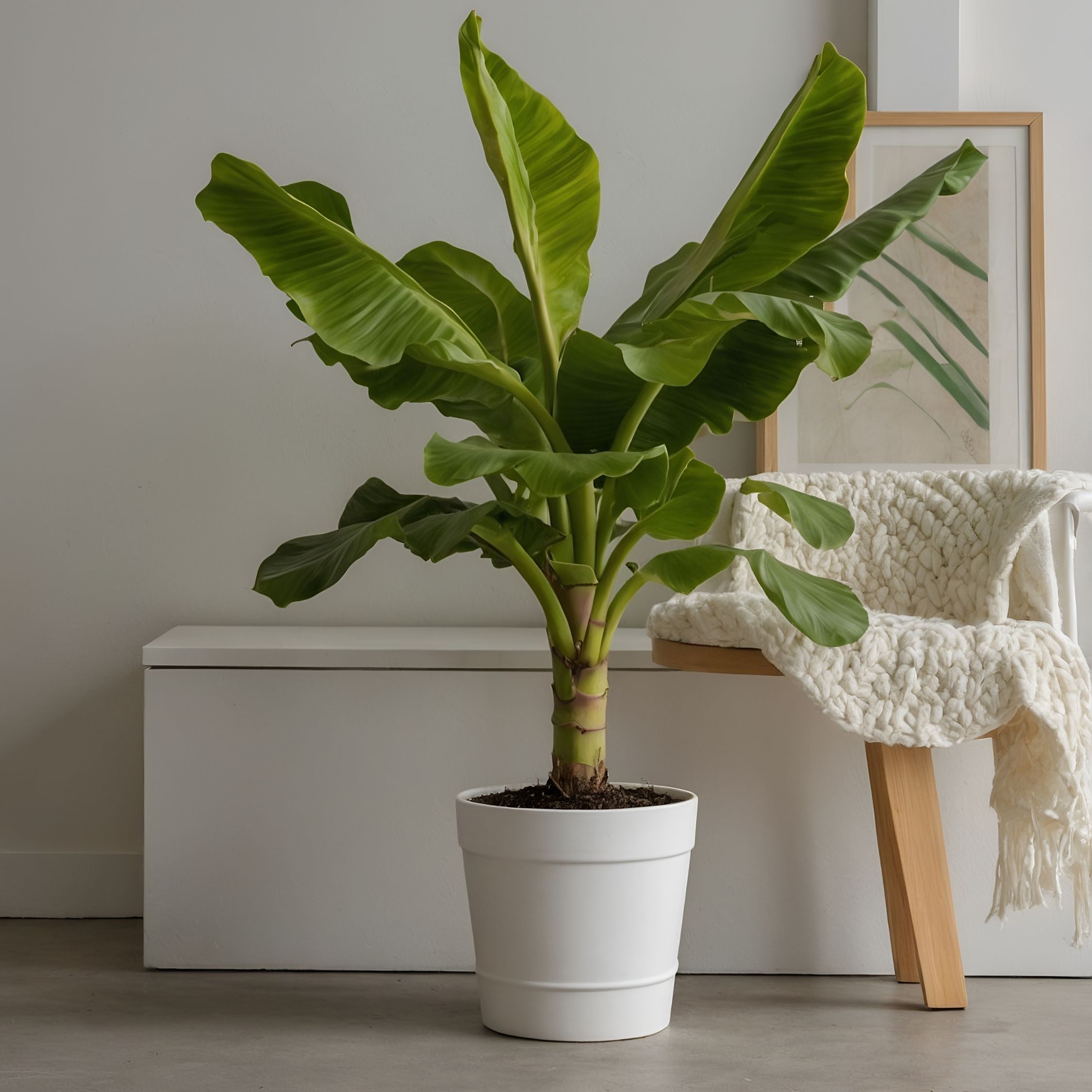 Bananpalme - Musa basjoo