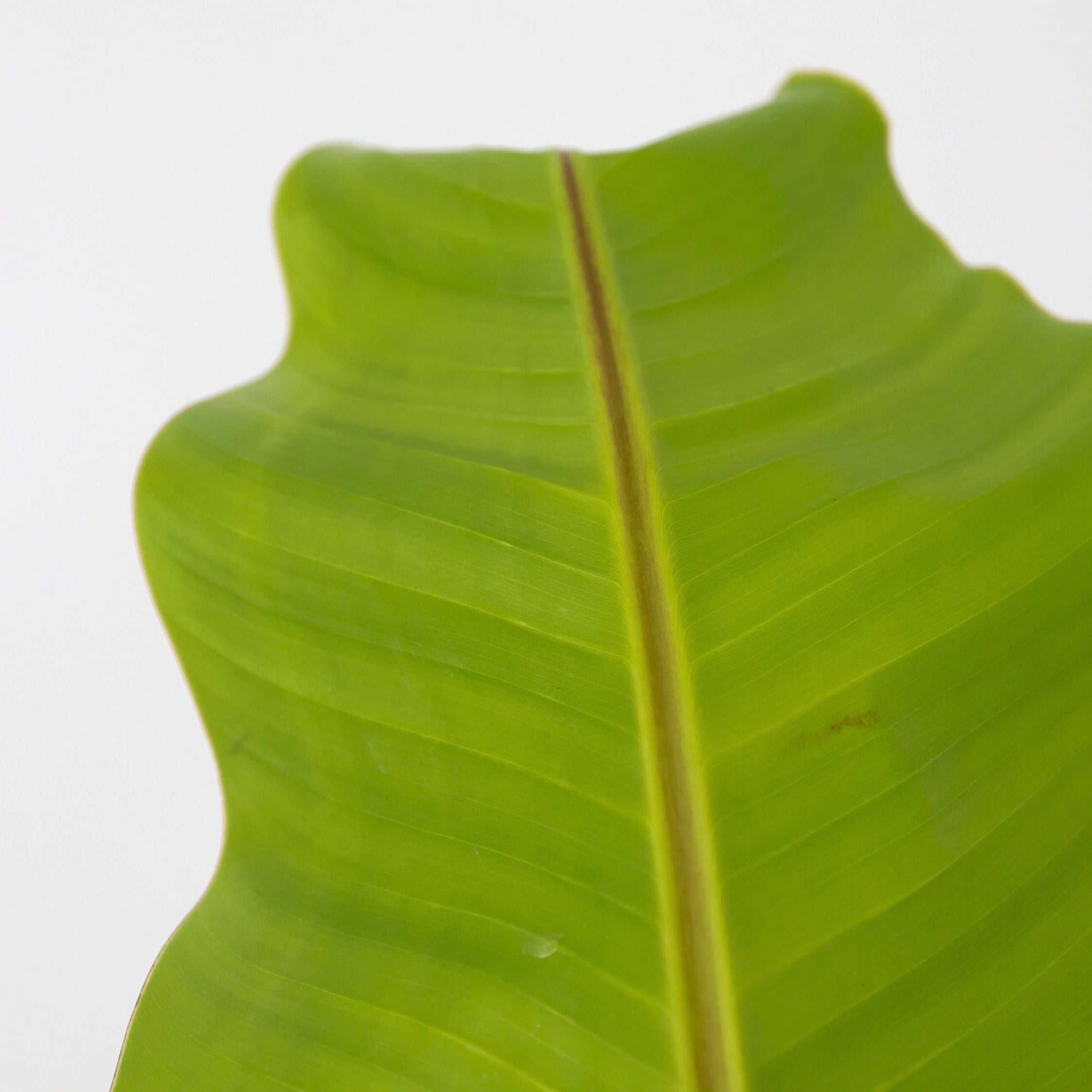 Bananpalme - Musa basjoo