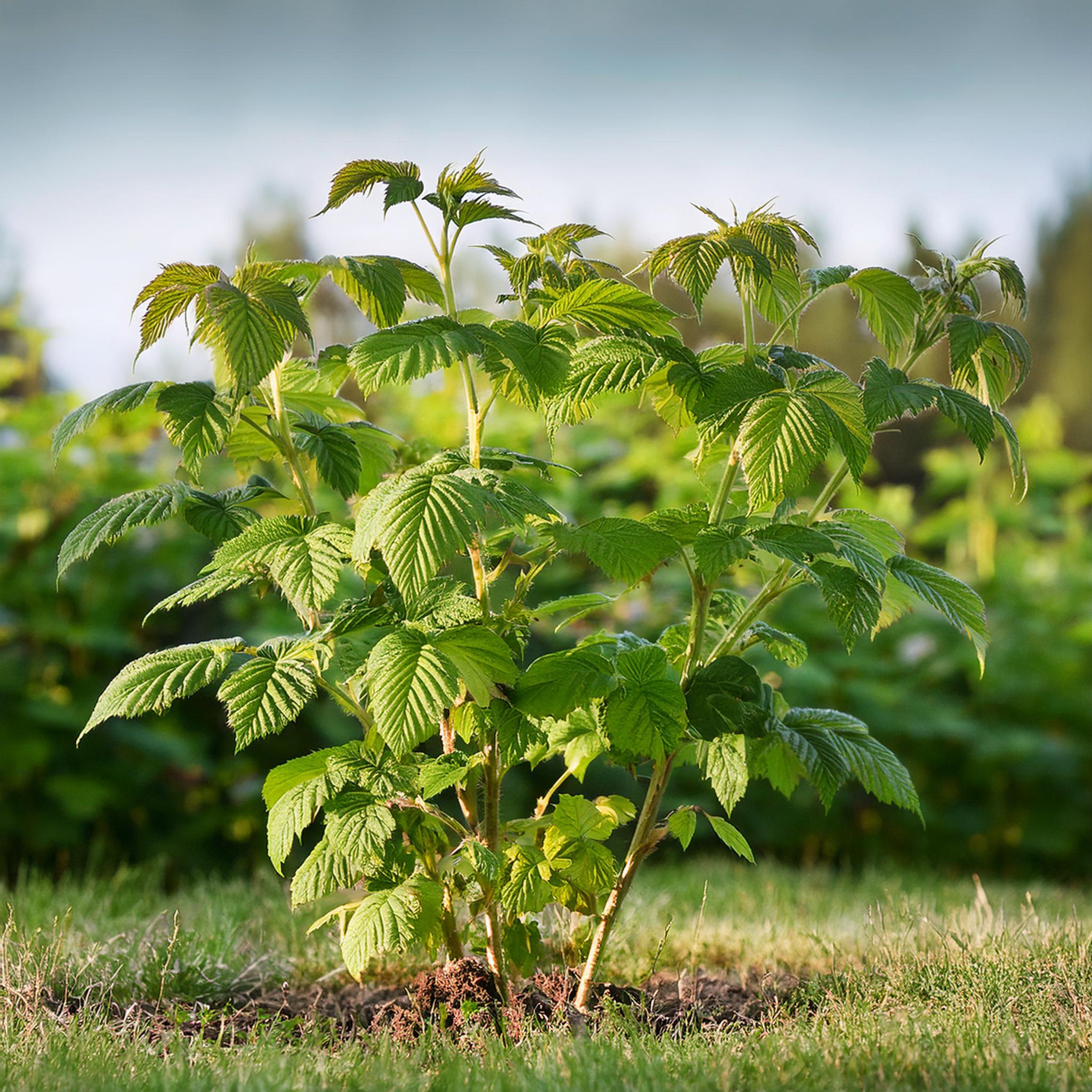 Kompakt sommerhindbær - Sæt med 2 - Rubus idaeus