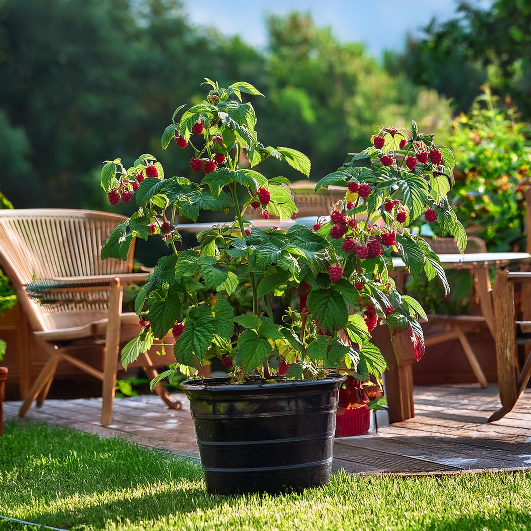 Kompakt sommerhindbær - Sæt med 2 - Rubus idaeus