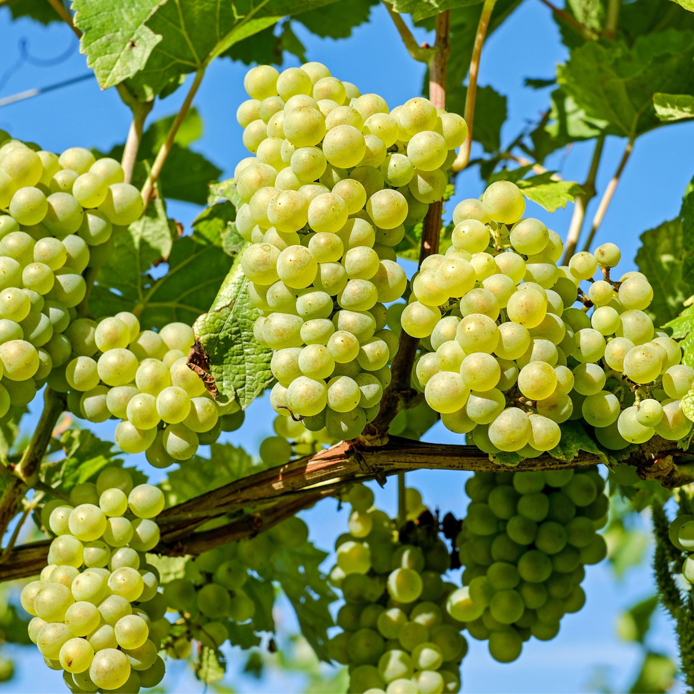 Vin - Vitis vinifera ‘Himrod’