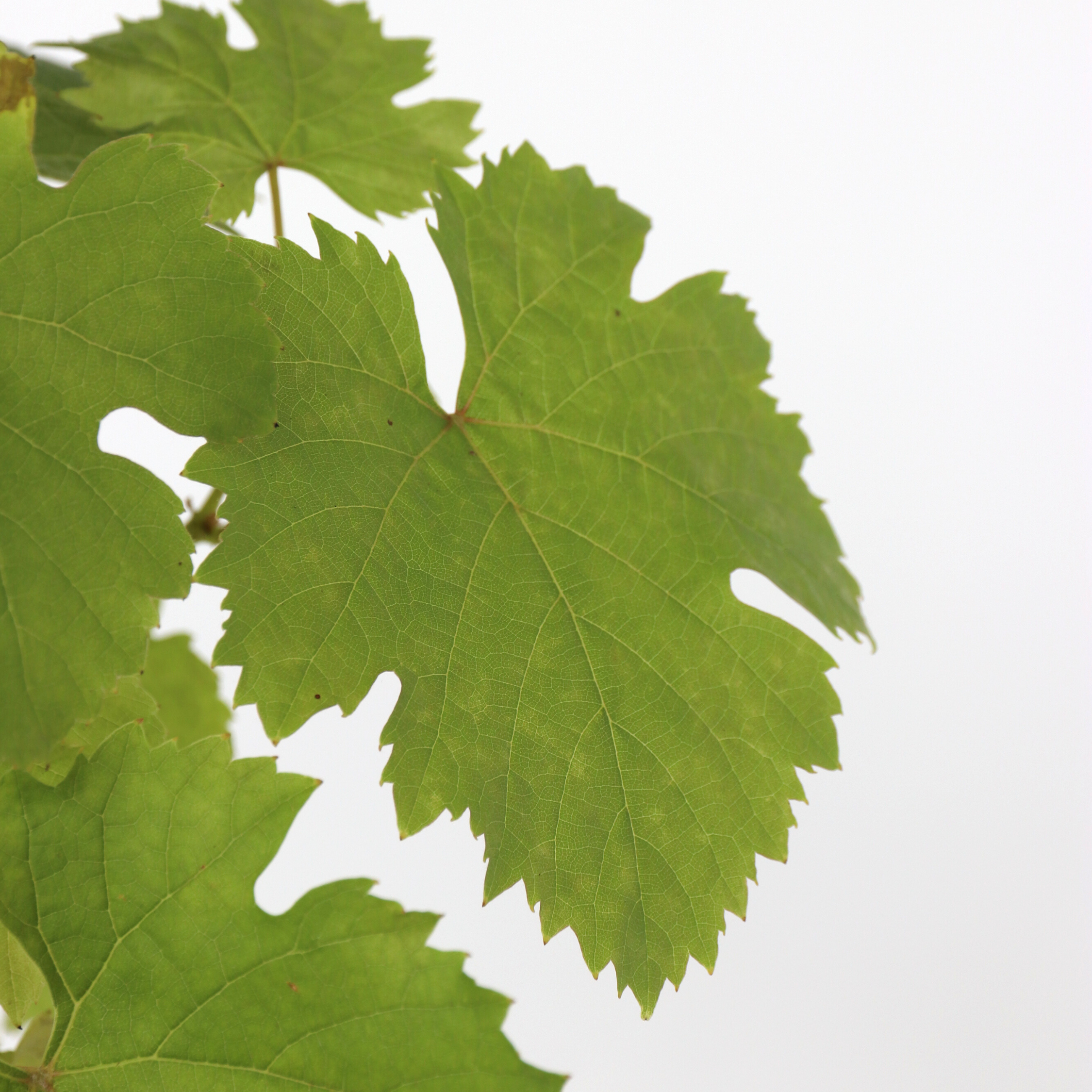 Vin - Vitis vinifera ‘Himrod’