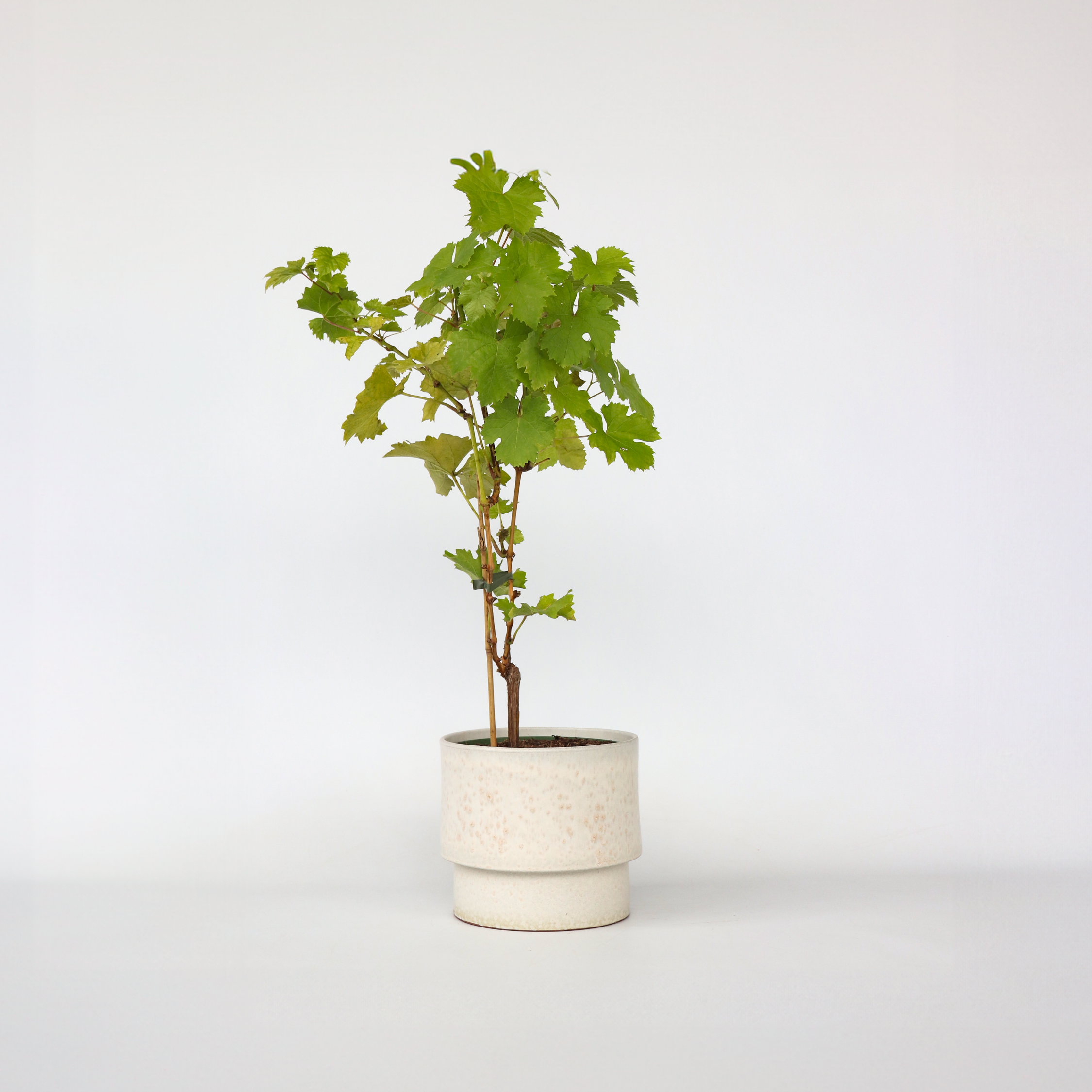 Vin - Vitis vinifera ‘Himrod’