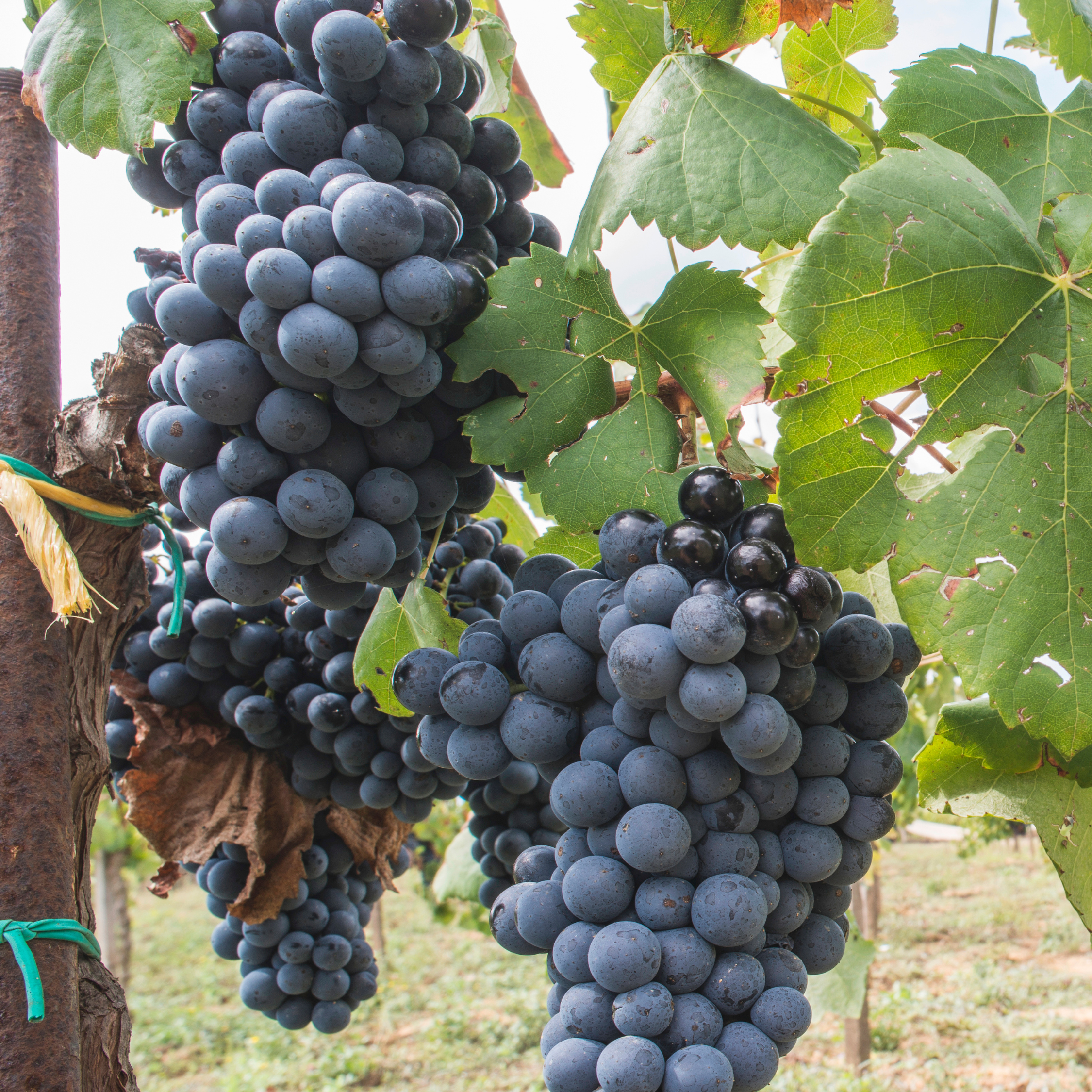 Vin - Vitis vinifera ‘Nero’