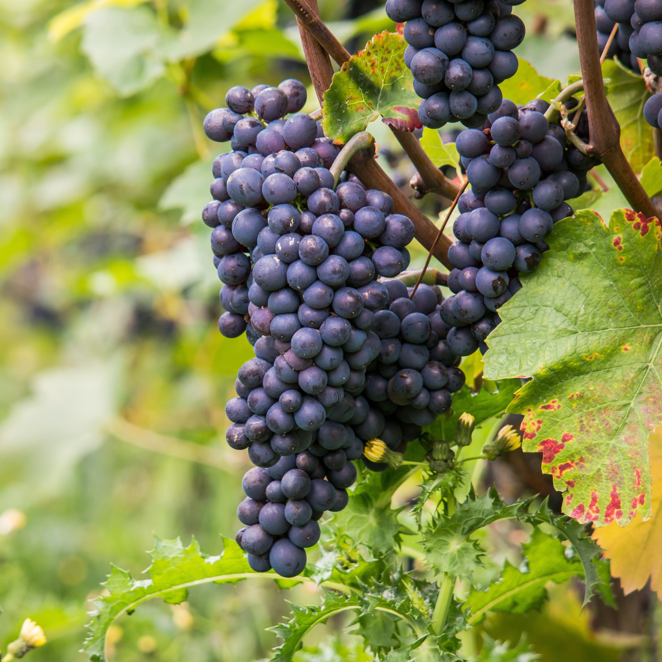 Vin - Vitis vinifera ‘Nero’