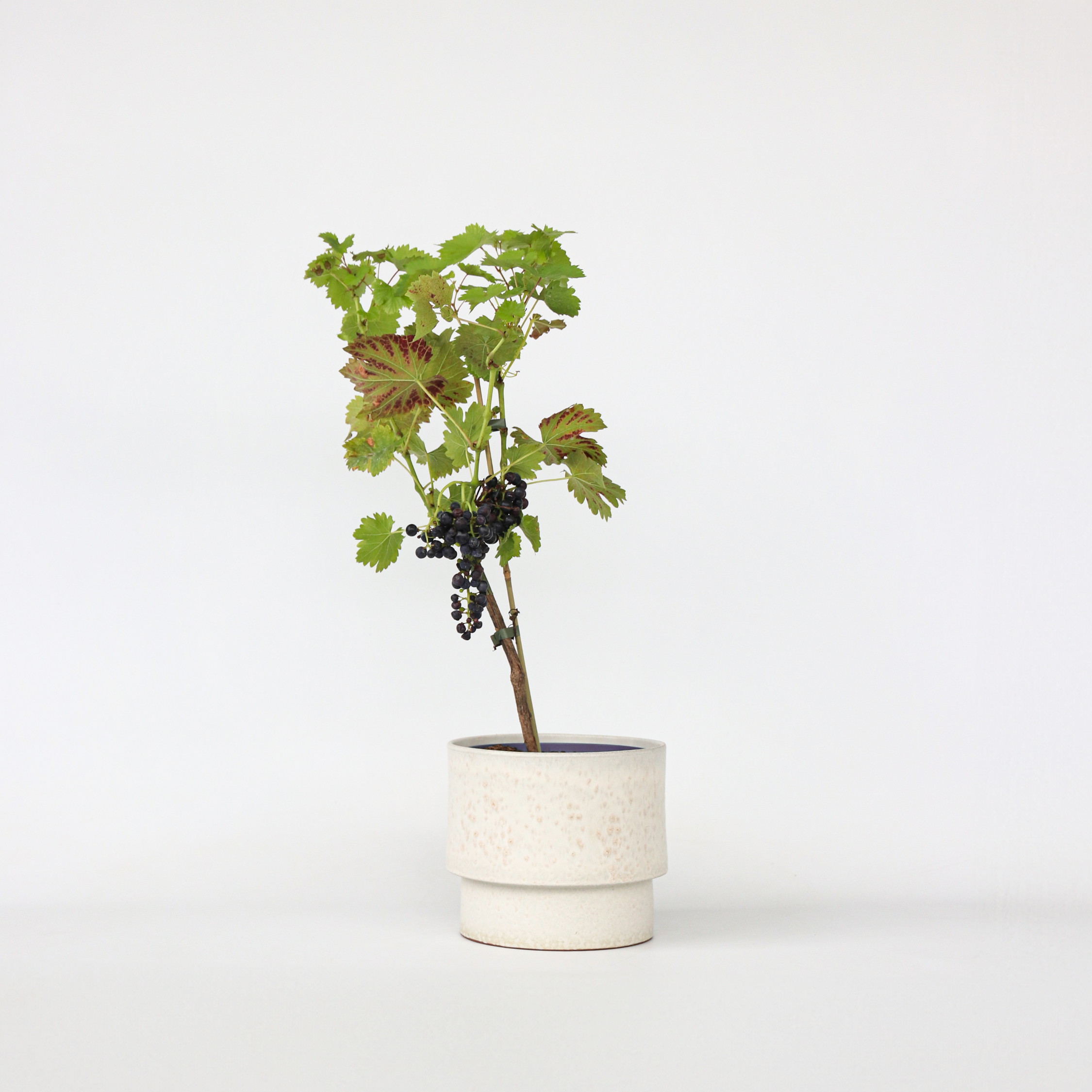 Vin - Vitis vinifera ‘Nero’