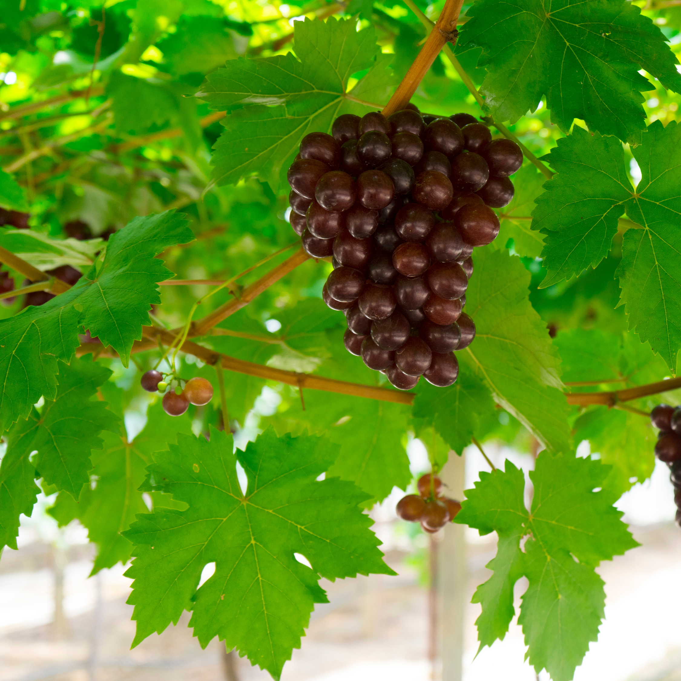 Vin - Vitis vinifera ‘Vanessa’