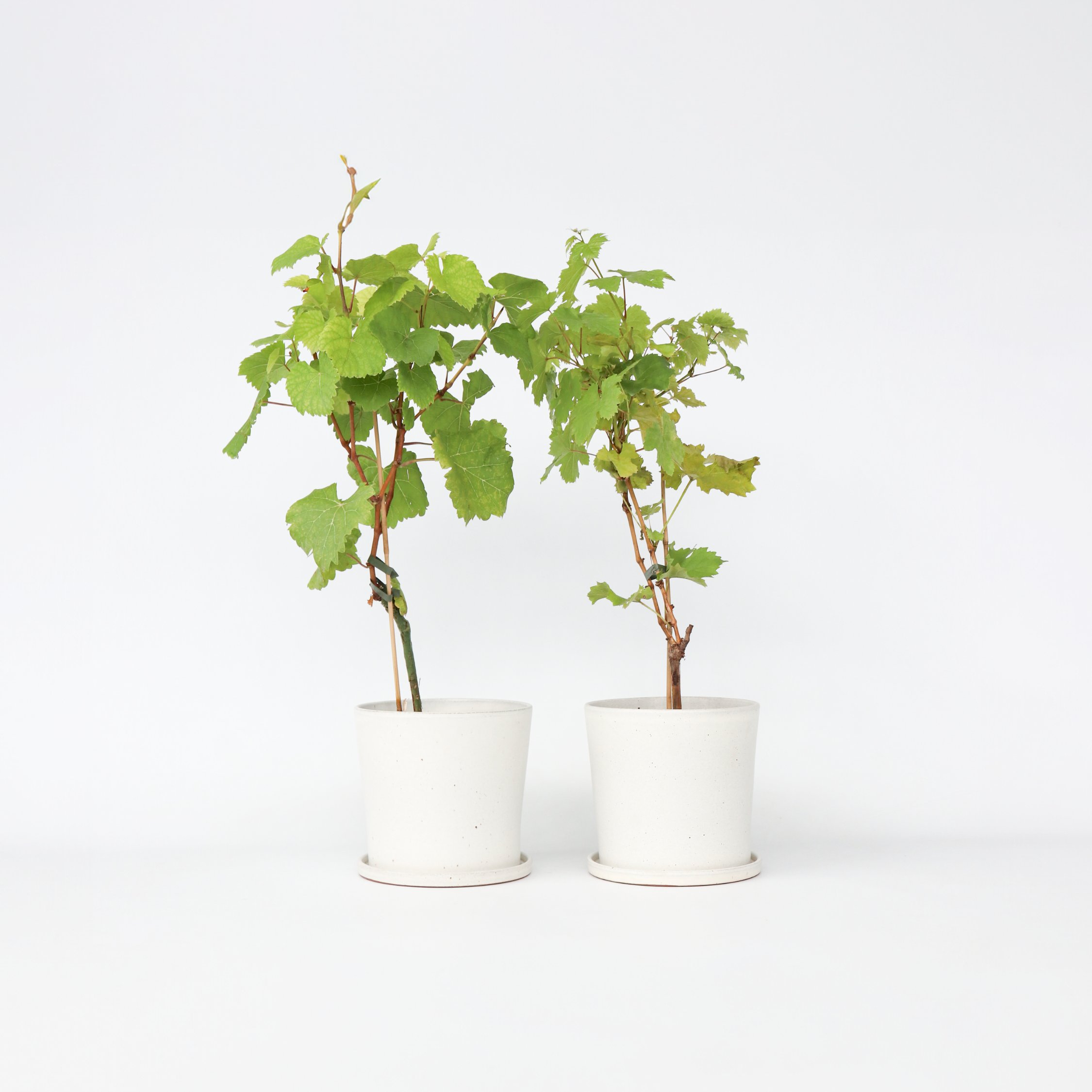 Vin - Sæt med 2 - Vitis ‘Himrod’, Vitis ‘Vanessa’