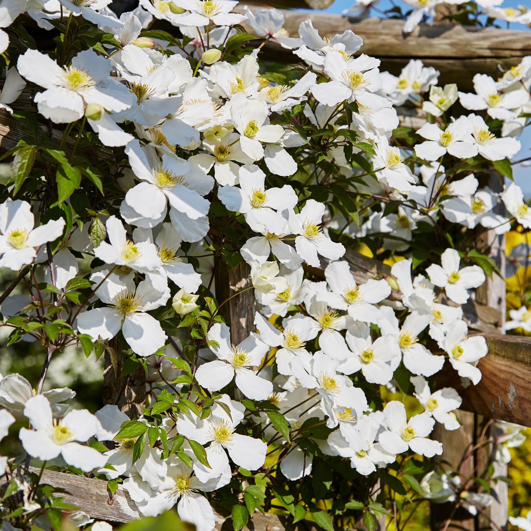Klematis - Sæt med 2 - Clematis montana 'Grandiflora'