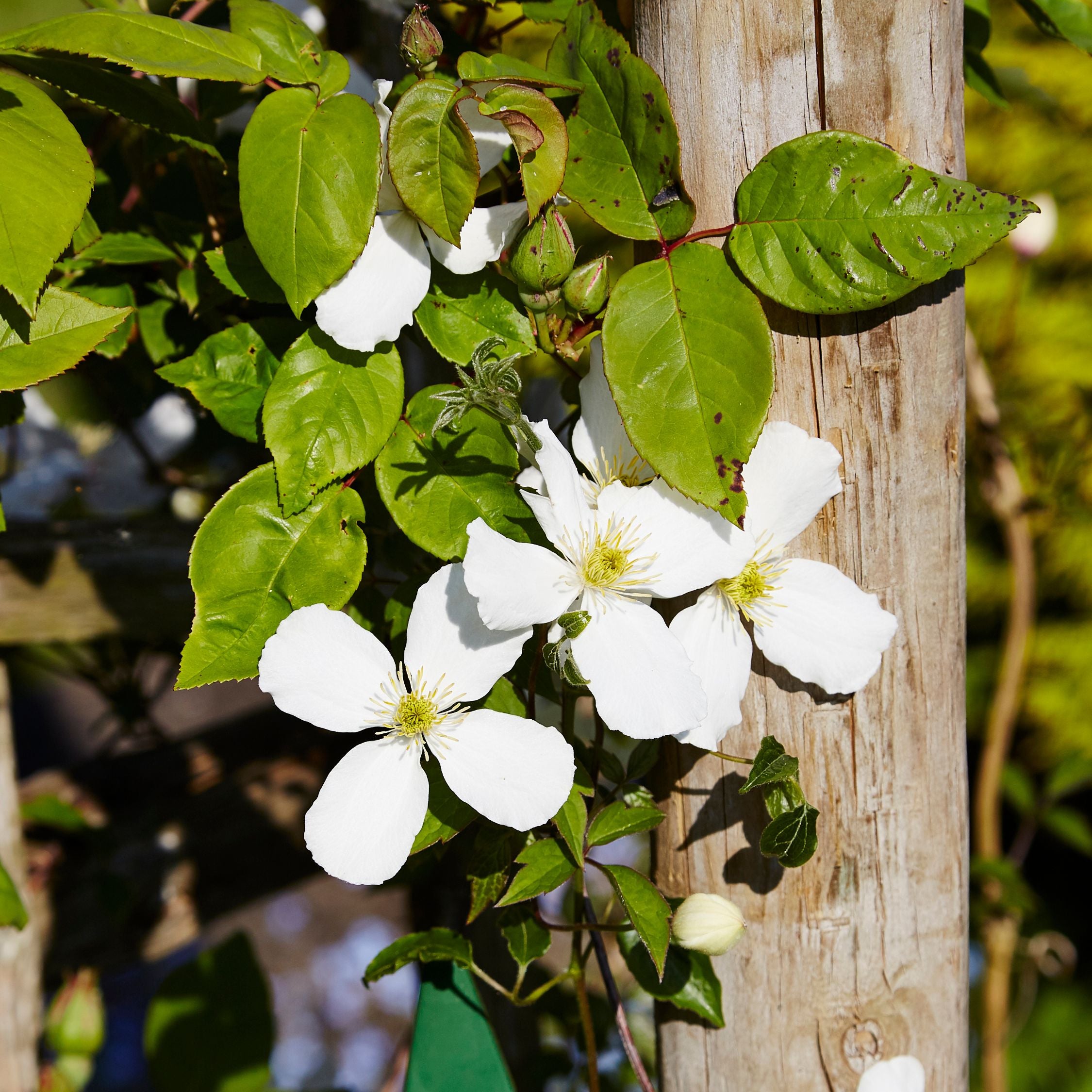 Klematis - Sæt med 2 - Clematis montana 'Grandiflora'