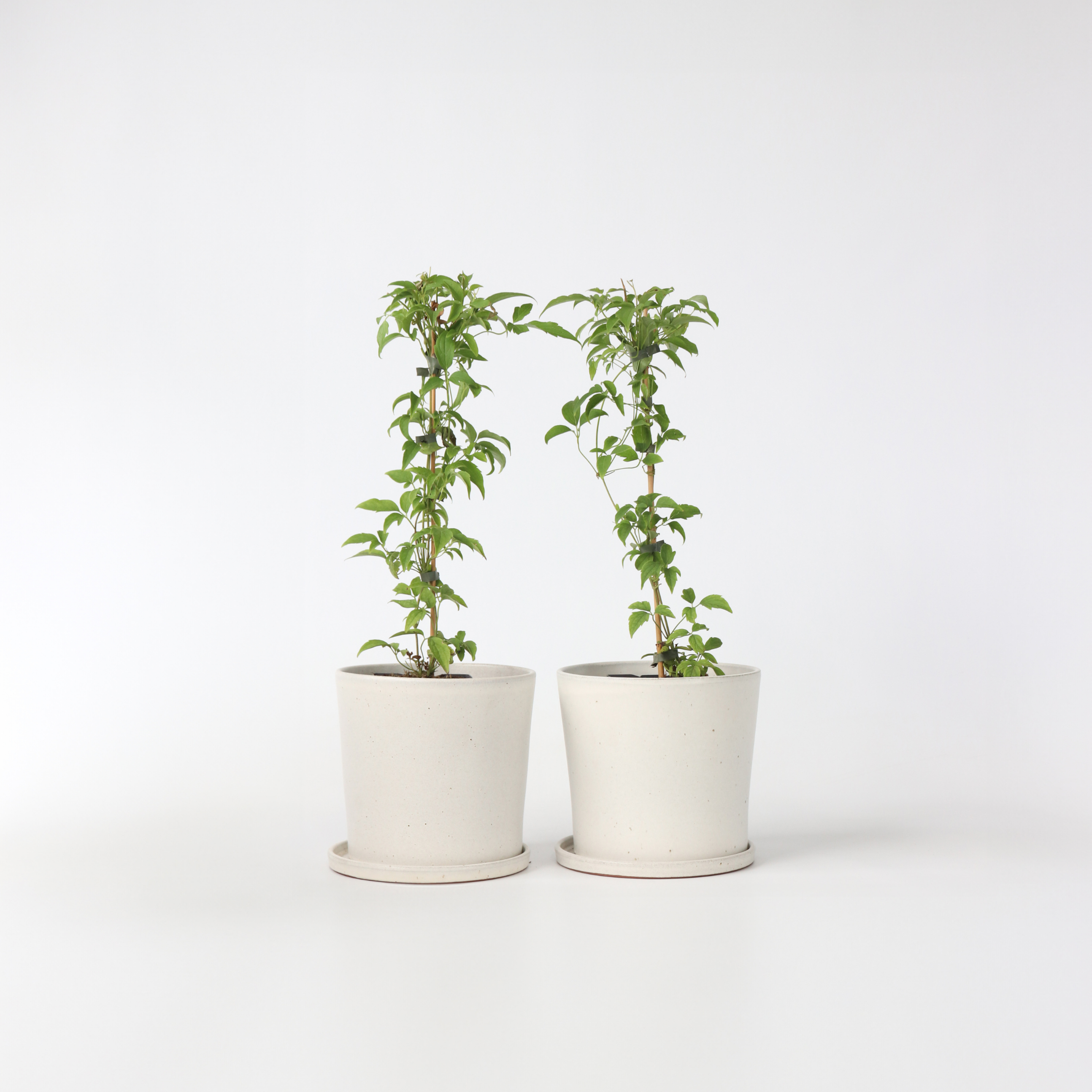 Klematis - Sæt med 2 - Clematis montana 'Grandiflora'