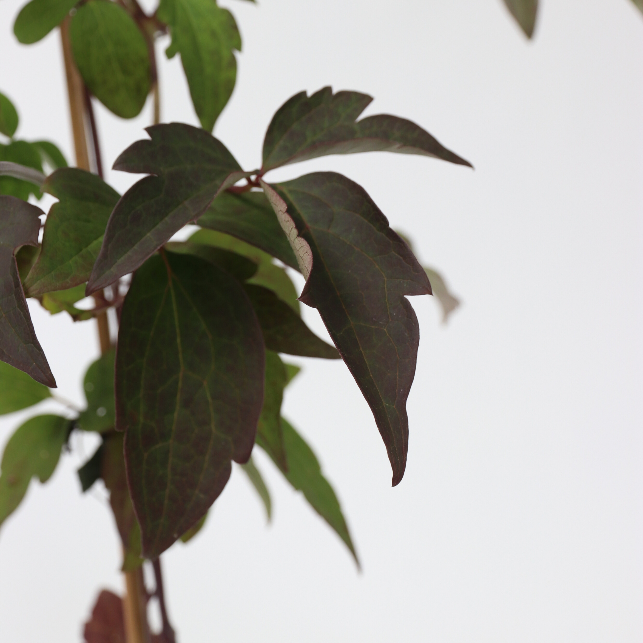 Klematis - Sæt 2 - Clematis Grandiflora, Fragrant Spring