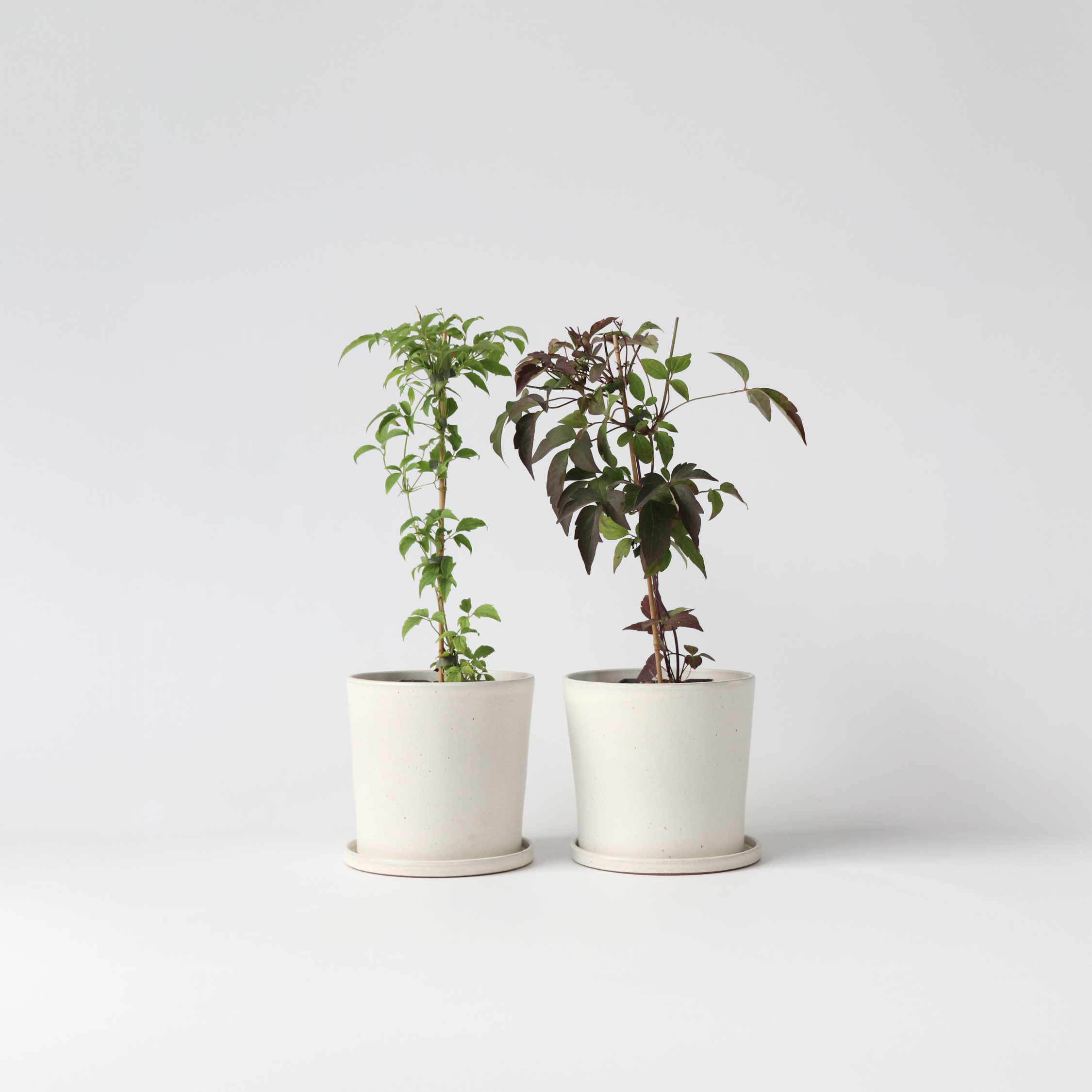 Klematis - Sæt 2 - Clematis Grandiflora, Fragrant Spring