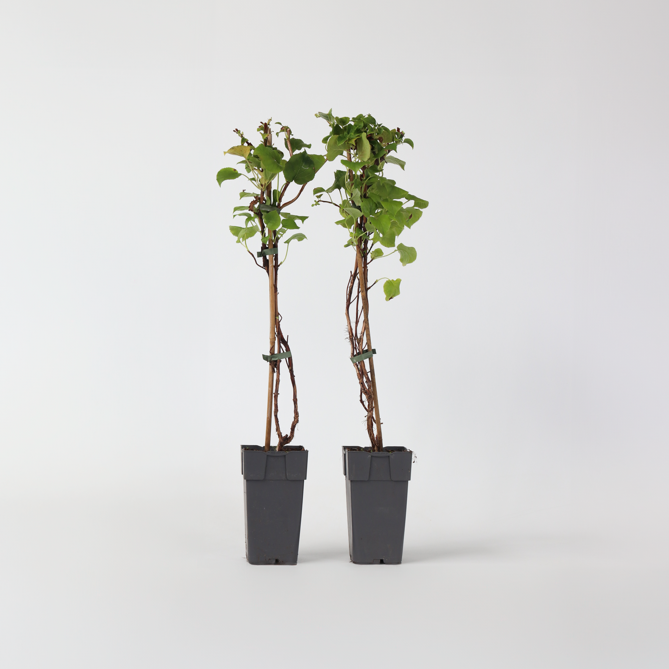 Hortensia - Sæt med 2 - Hydrangea anomale Petiolaris