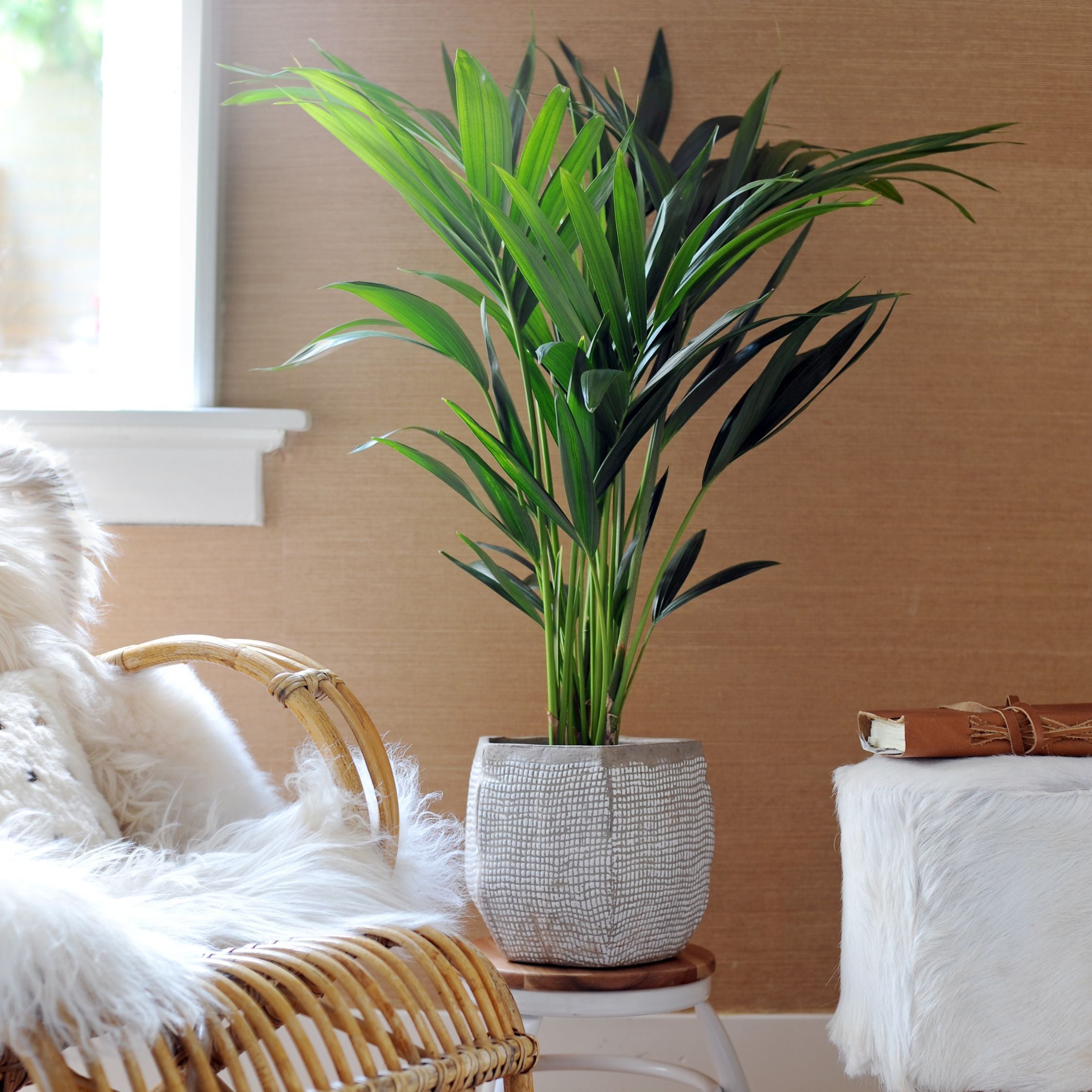 Kentiapalme - Howea forsteriana