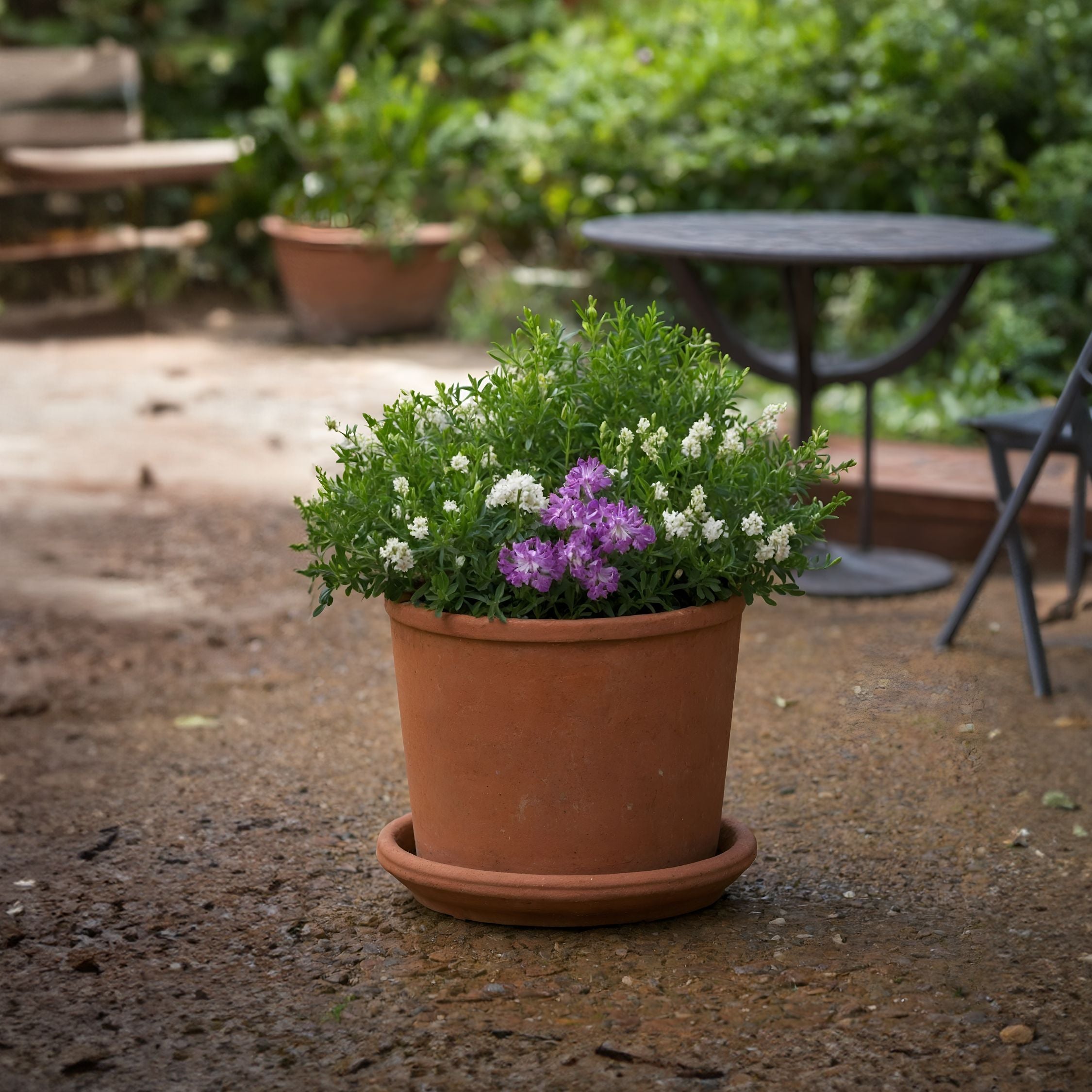 Veronica - Sæt med 6 - Hebe pinguifolia