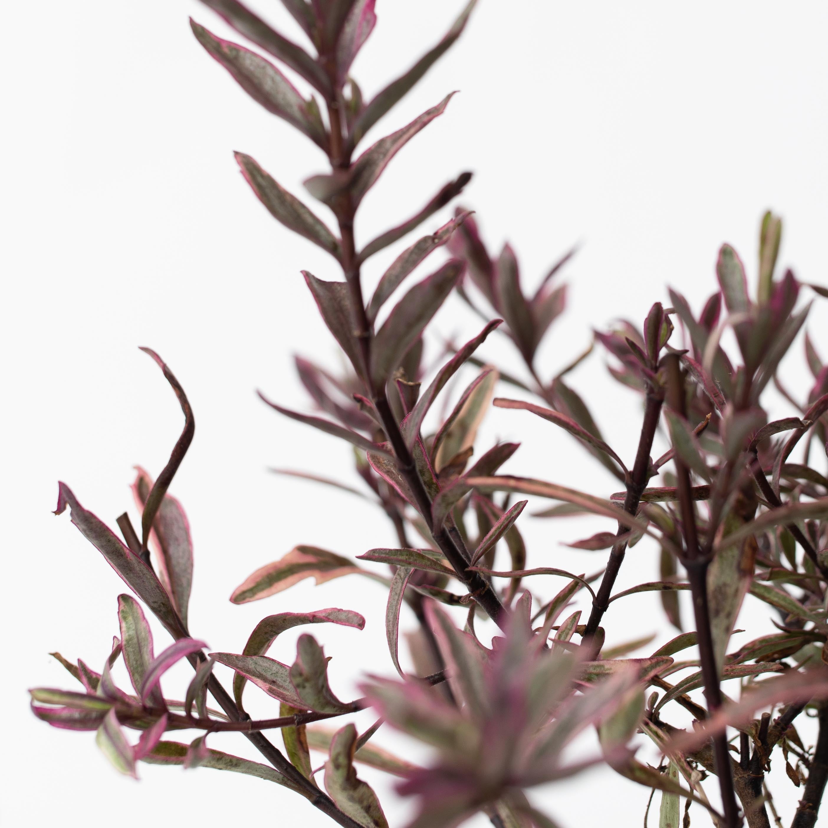 Veronica - Sæt med 6 - Hebe pinguifolia