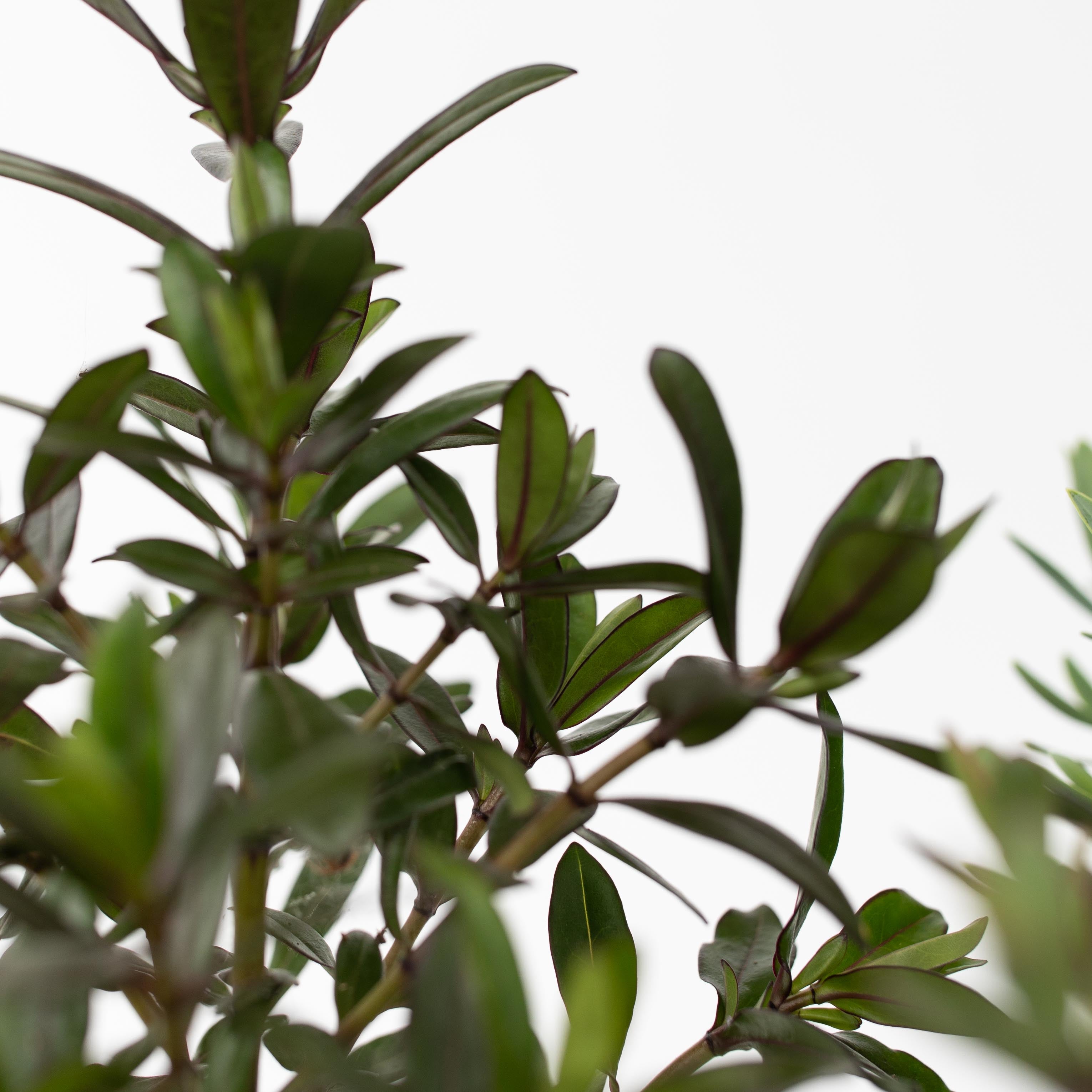 Veronica - Sæt med 6 - Hebe pinguifolia