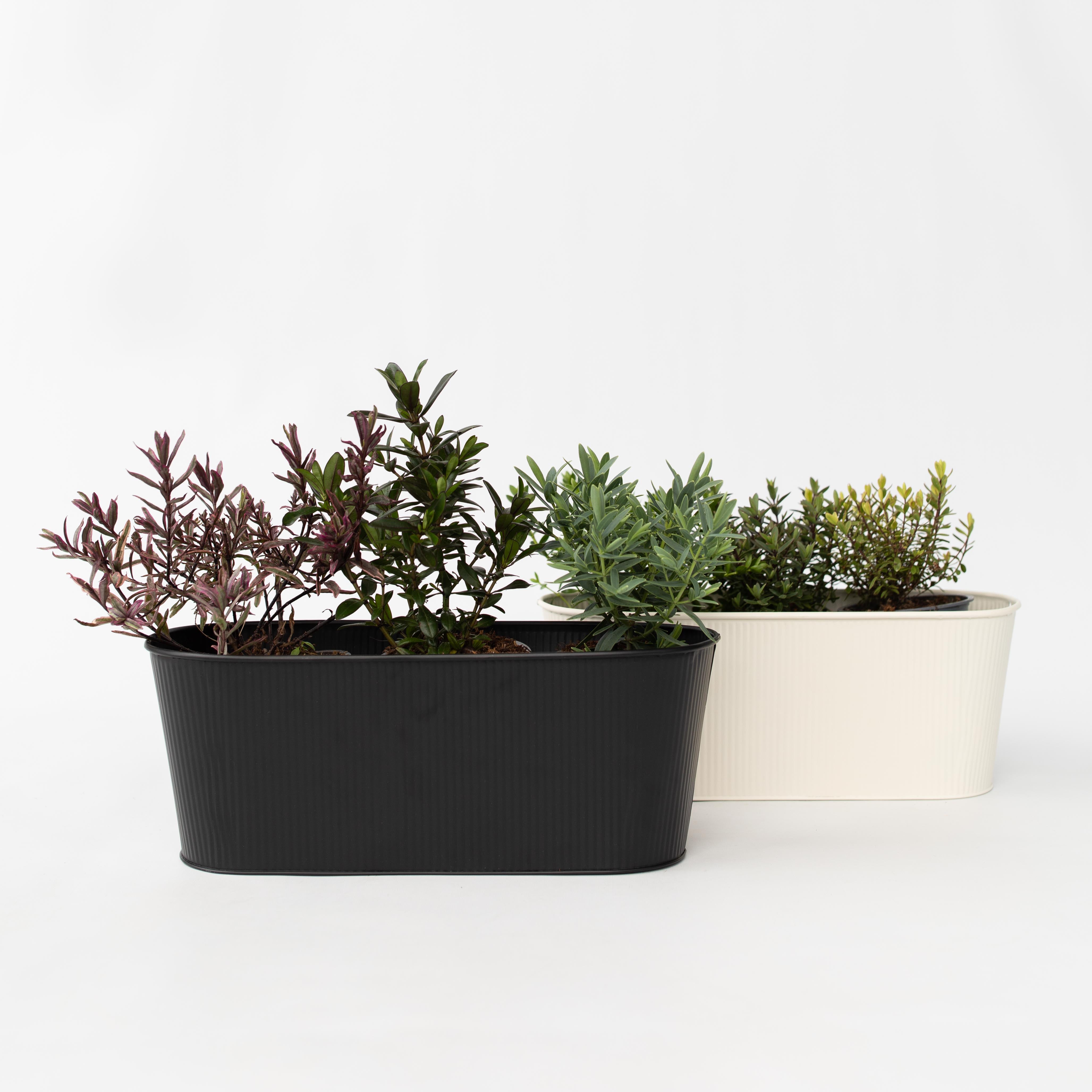 Veronica - Sæt med 6 - Hebe pinguifolia