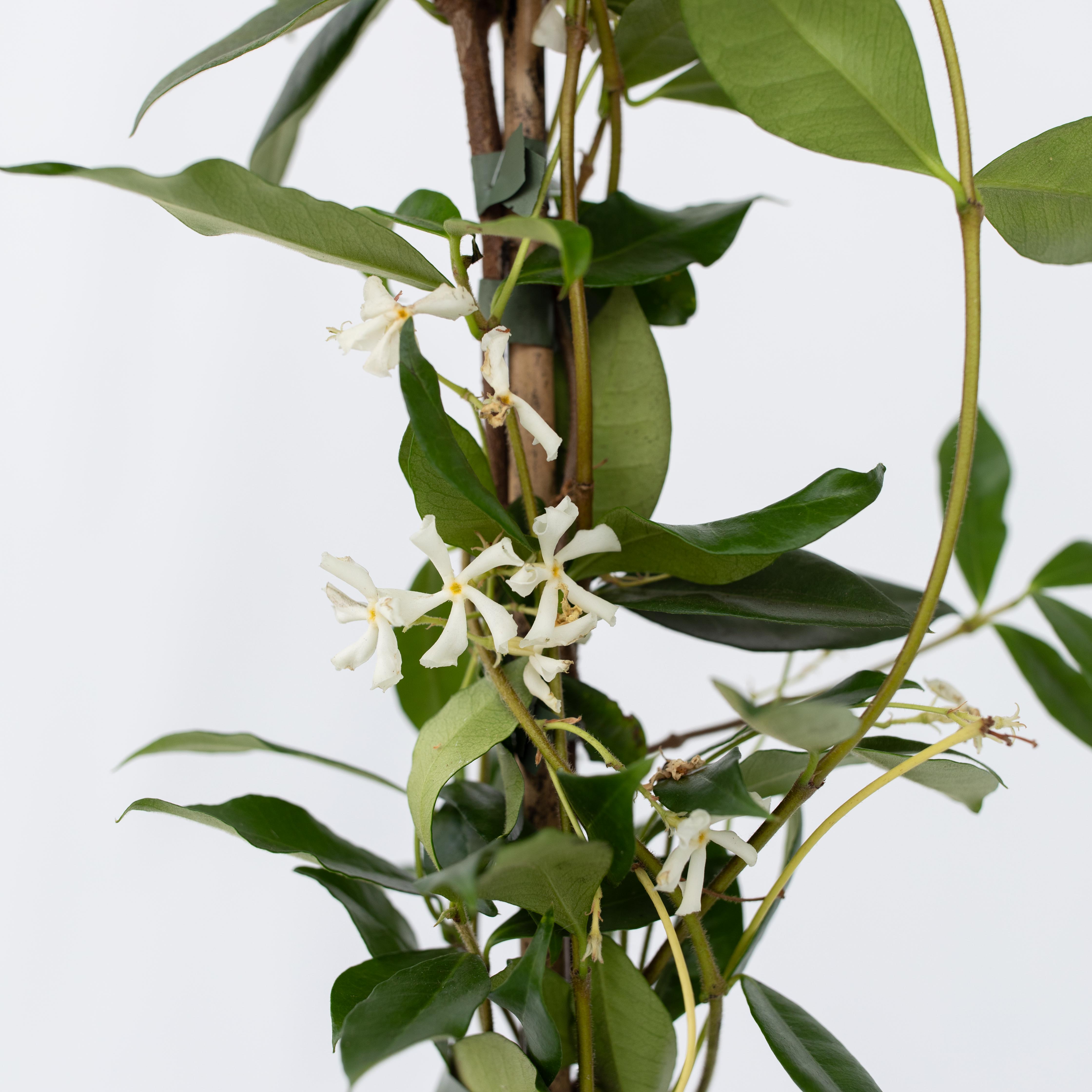 Stjernejasmin - Sæt 2 - Trachelospermum jasminoides