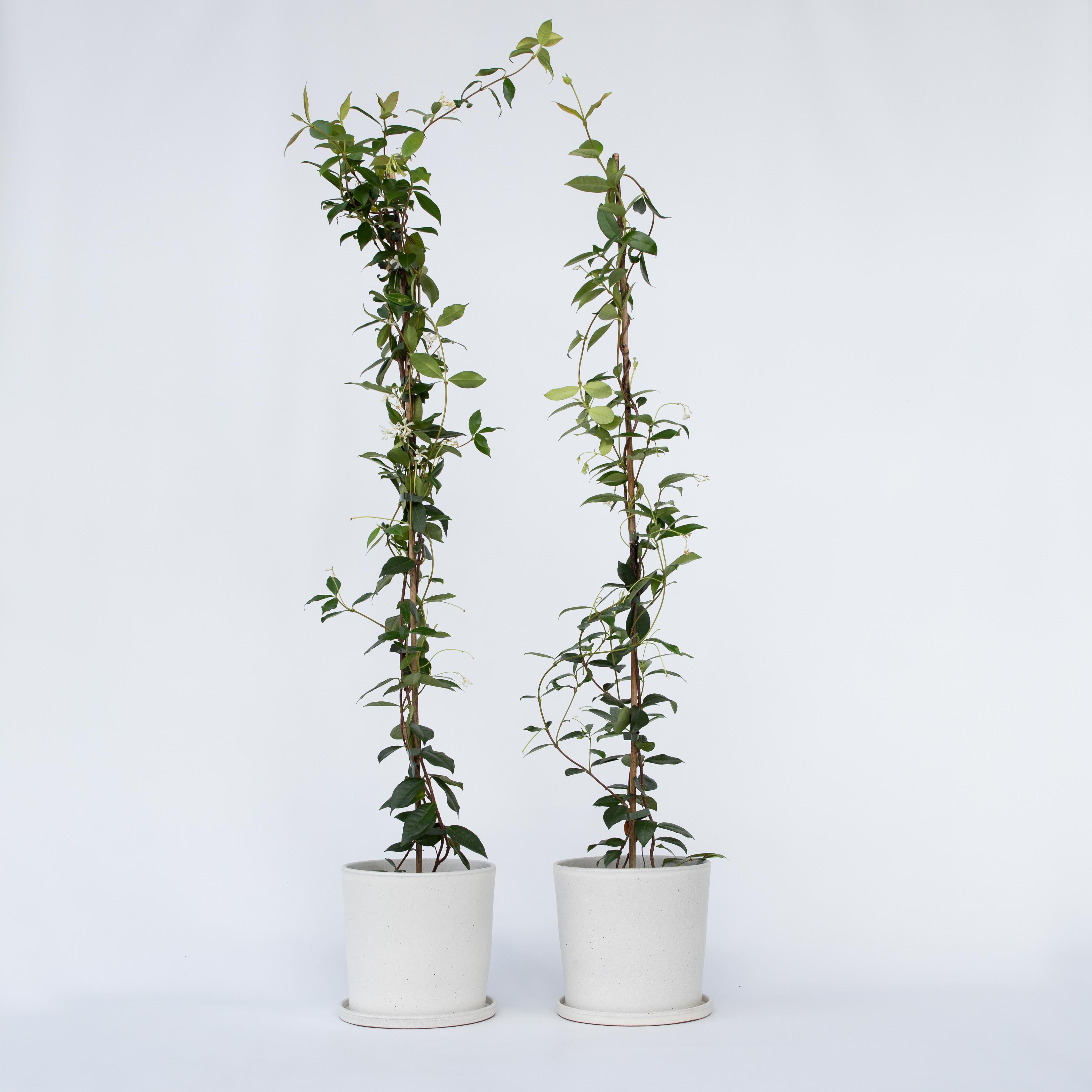 Stjernejasmin - Sæt 2 - Trachelospermum jasminoides
