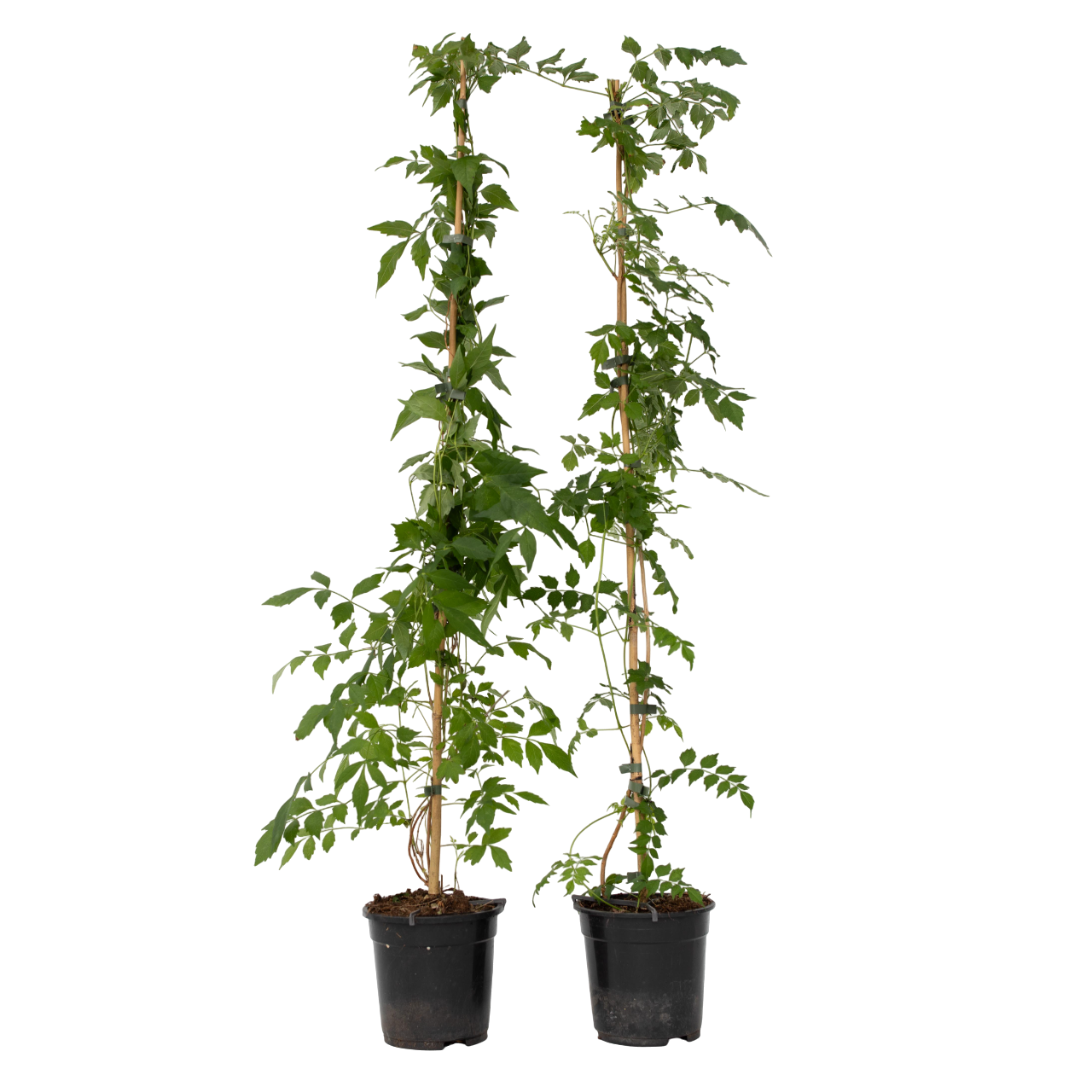 Trompetblomst - Sæt med 2 - Campis radicans 'Flava'