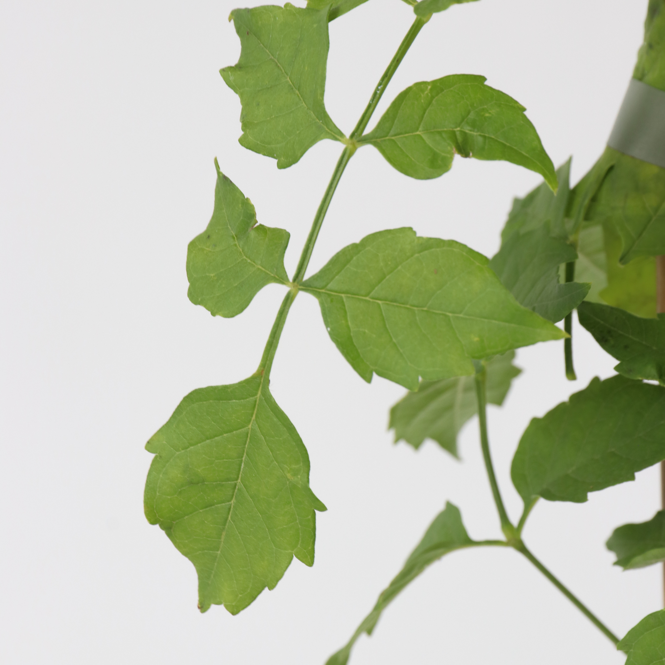 Trompetblomst - Sæt med 2 - Campsis radicans