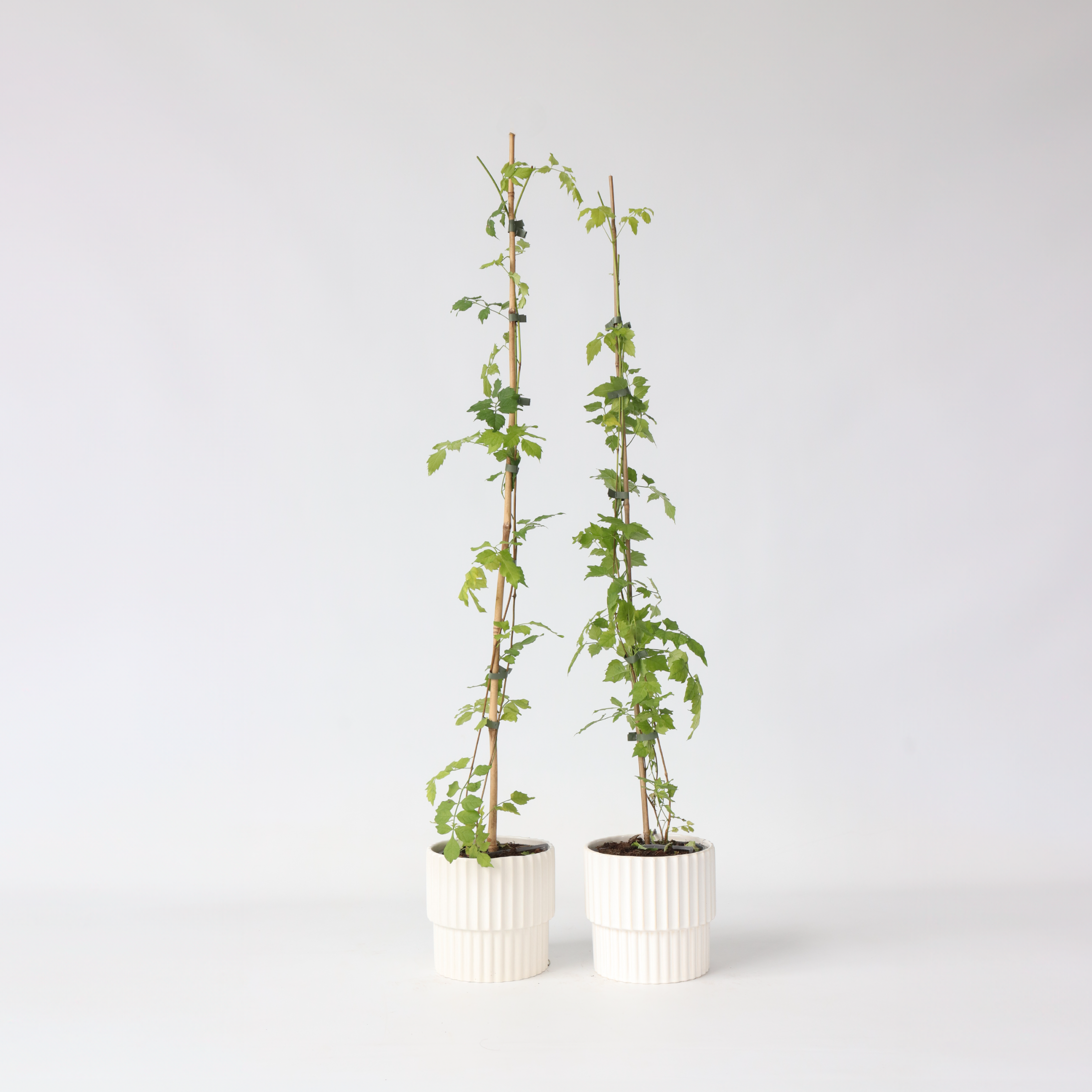 Trompetblomst - Sæt med 2 - Campsis radicans