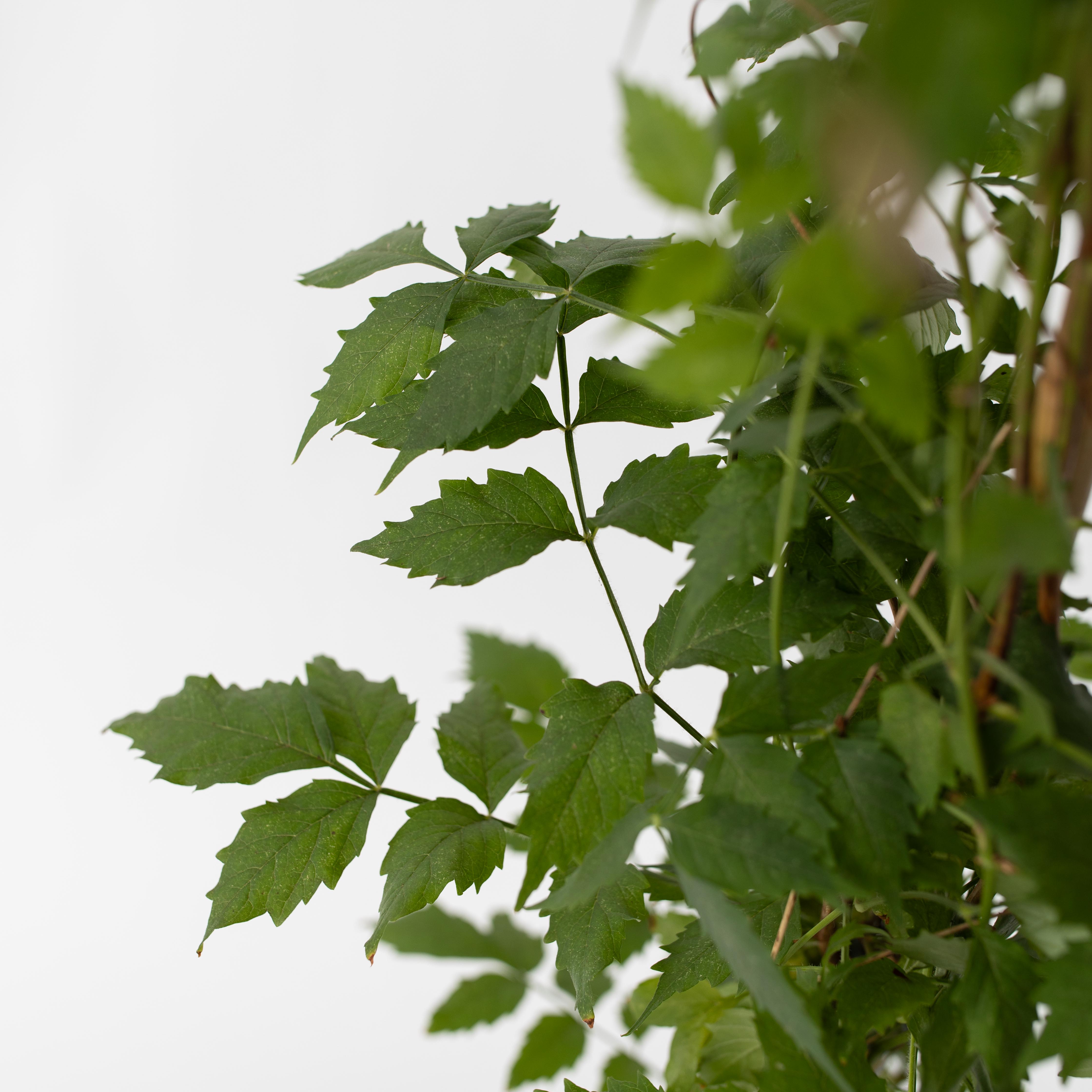 Trompetblomst - Sæt 2 - Campsis taglibuana 'Mme Galen'