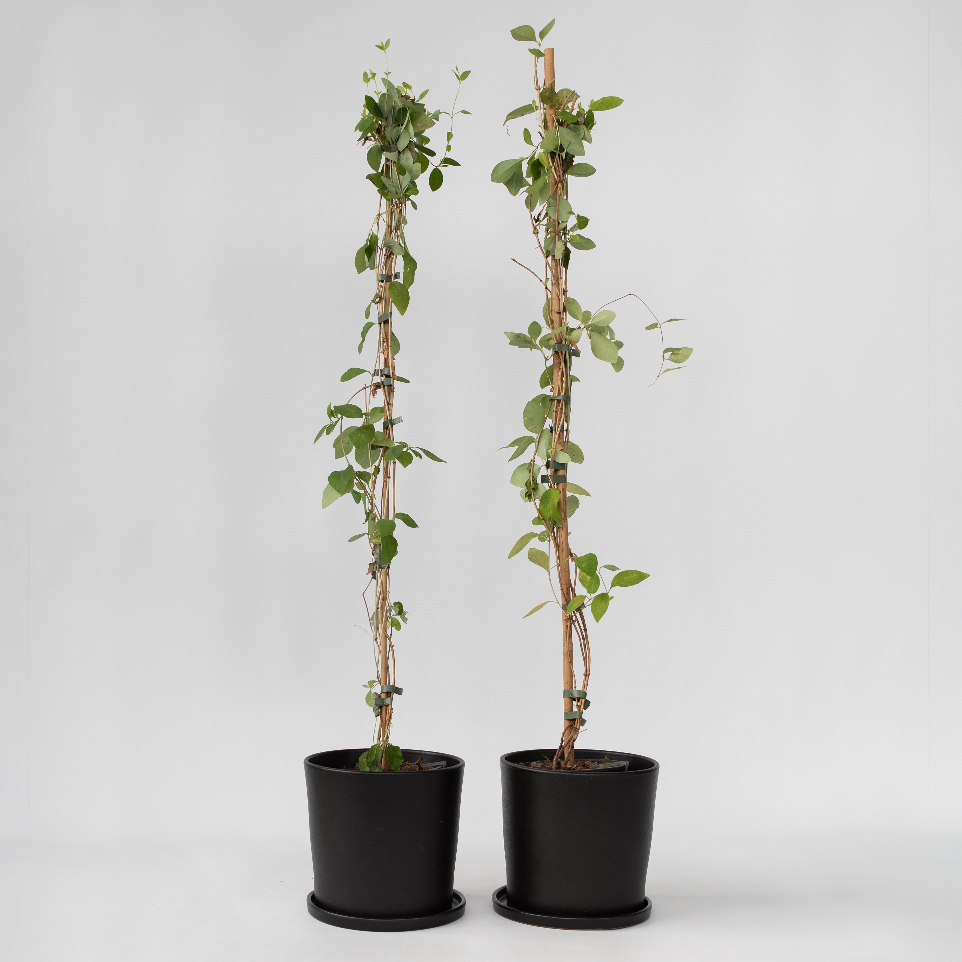 Kaprifolie - Sæt med 2 - Lonicera Heckrotti 'Beauty'