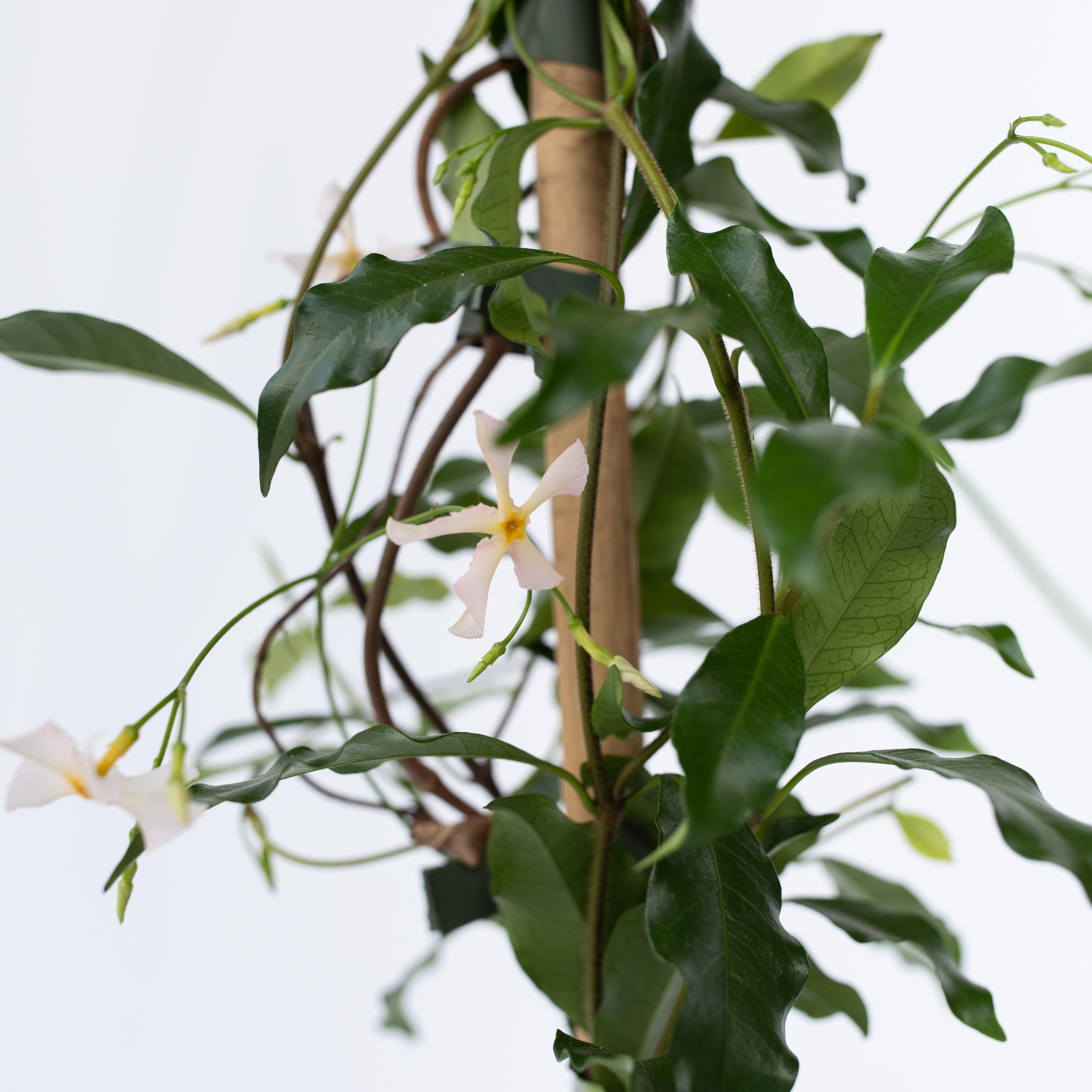 Stjernejasmin - Sæt 2 - Trachelospermum jasminoides