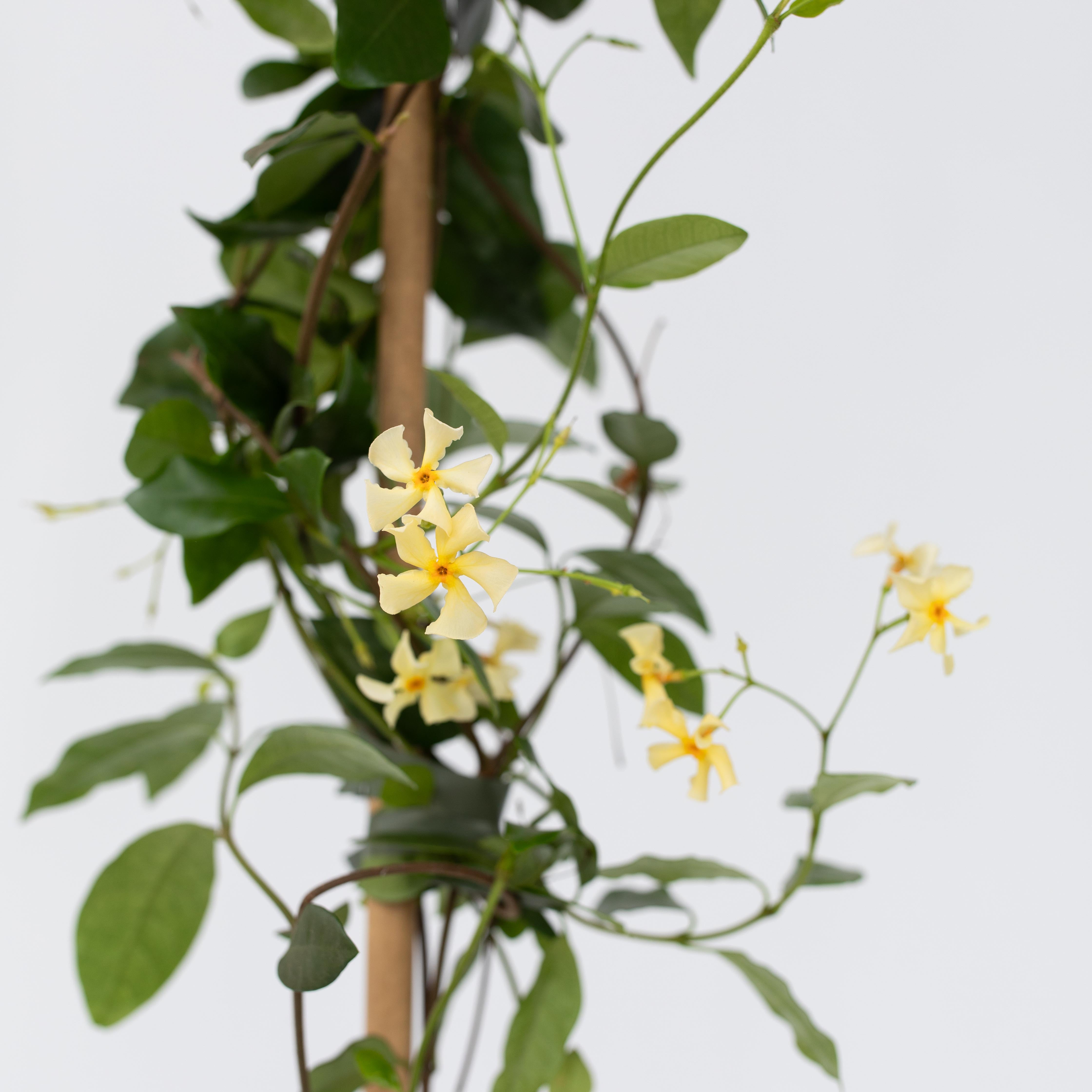Stjernejasmin - Sæt 2 - Trachelospermum jasminoides