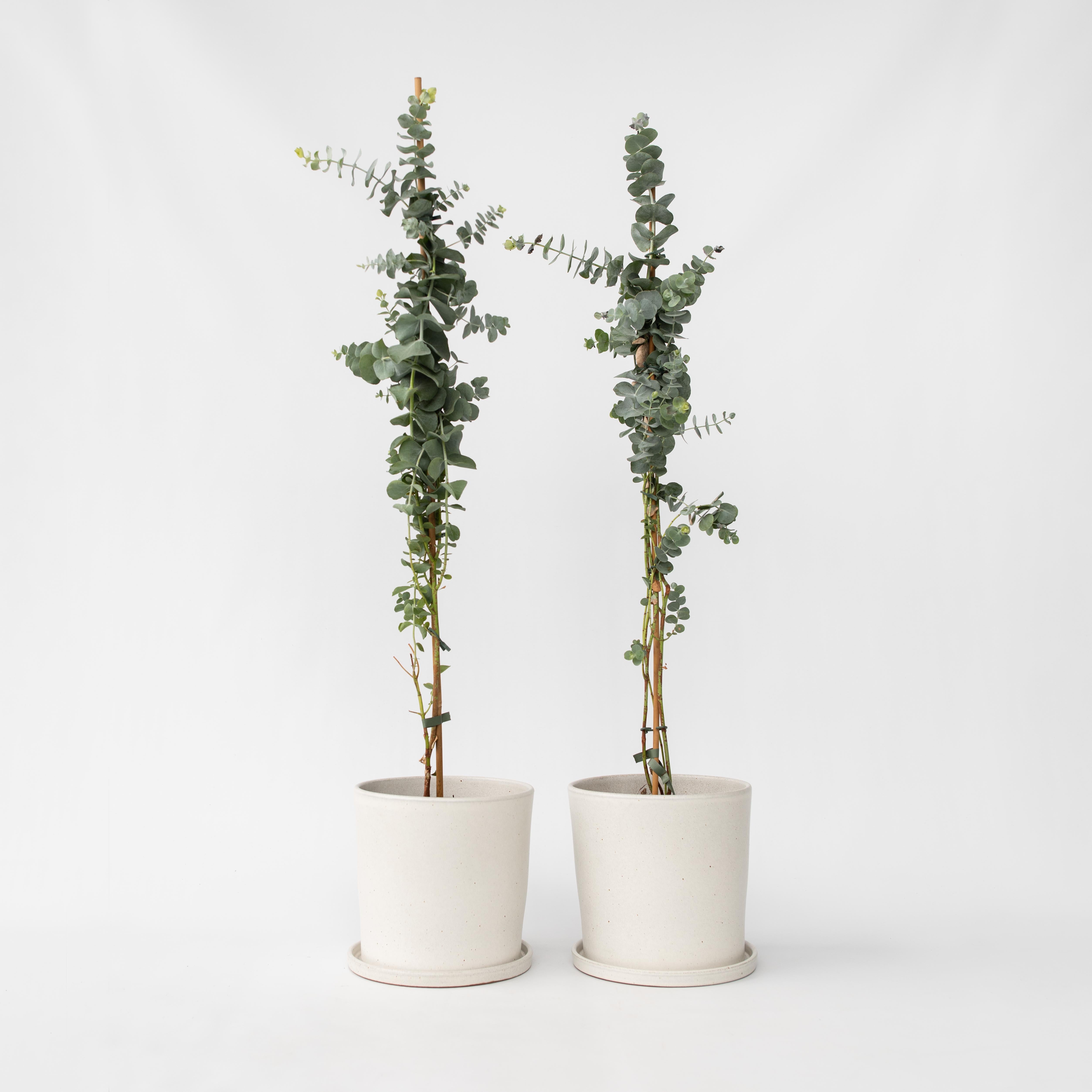 Eukalyptus - Sæt med 2 - Eucalyptus 'Silver Dollar'