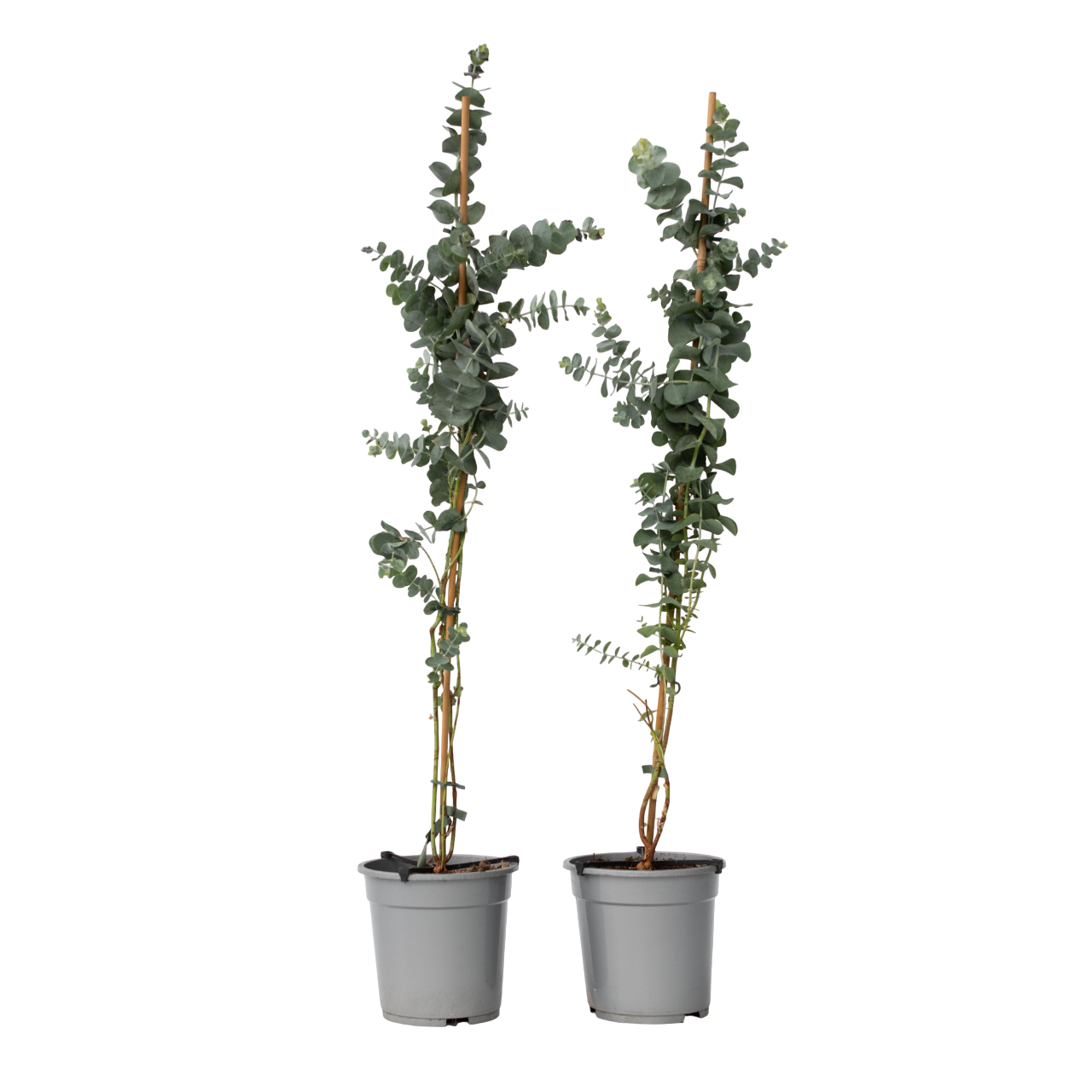 Eukalyptus - Sæt med 2 - Eucalyptus 'Silver Dollar'