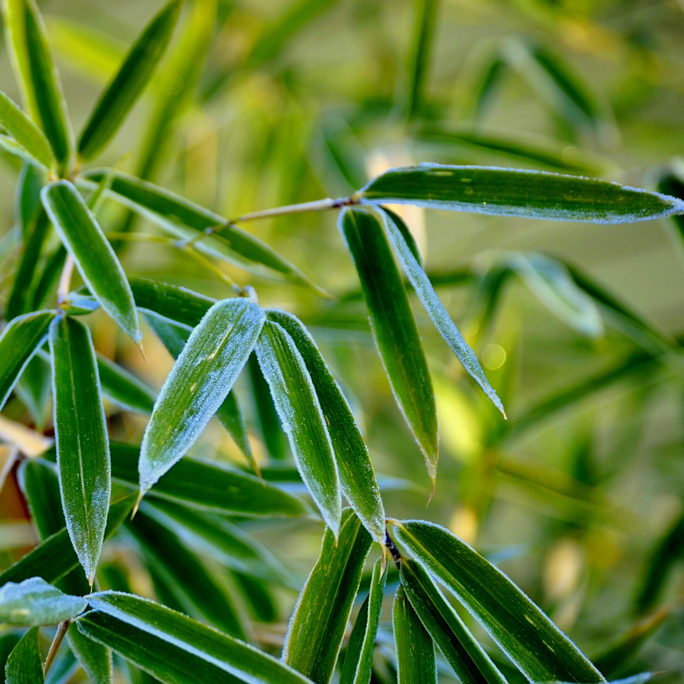 Rufa bambus - Sæt med 3 - Fargesia rufa