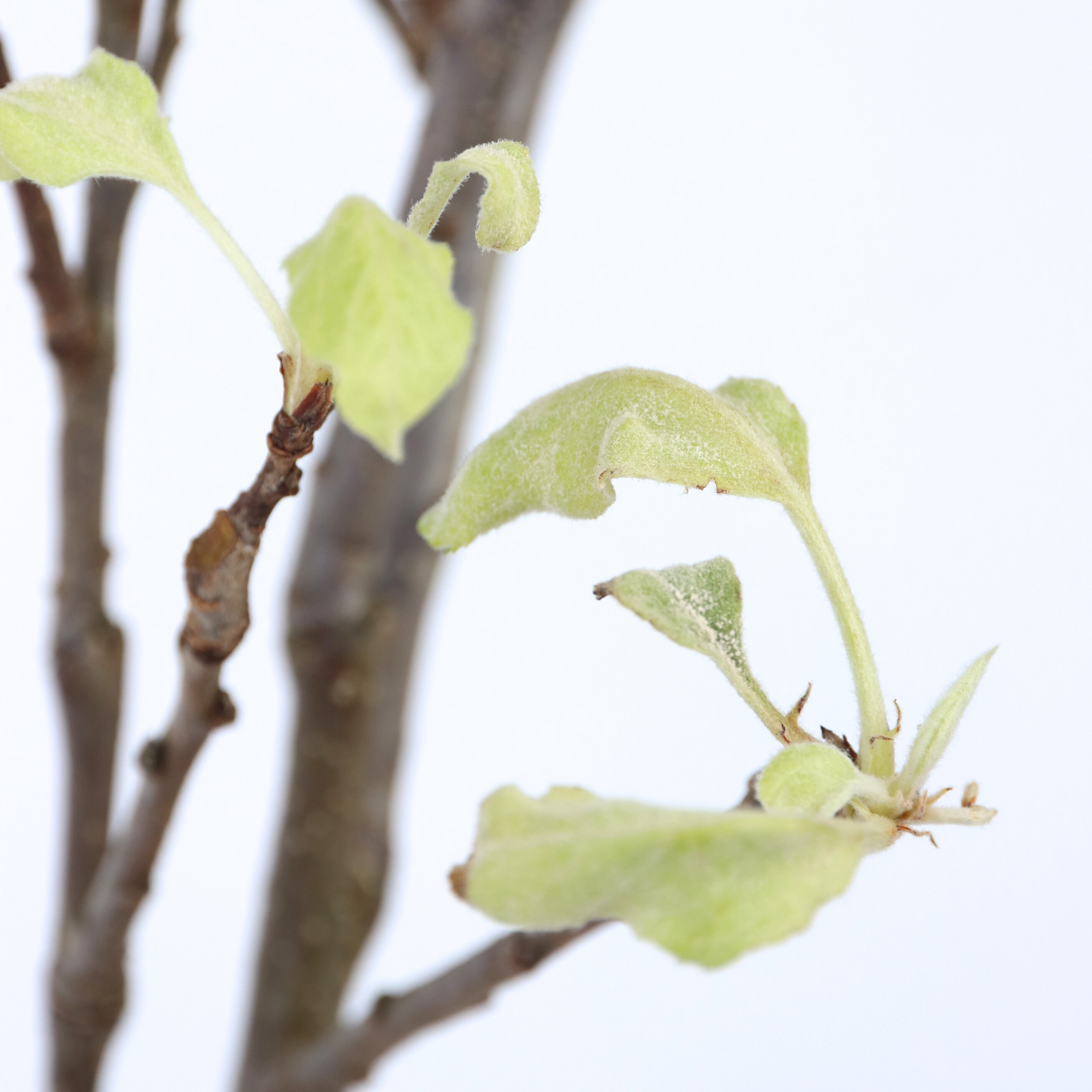 Æbletræ - Malus domestica 'Elstar'