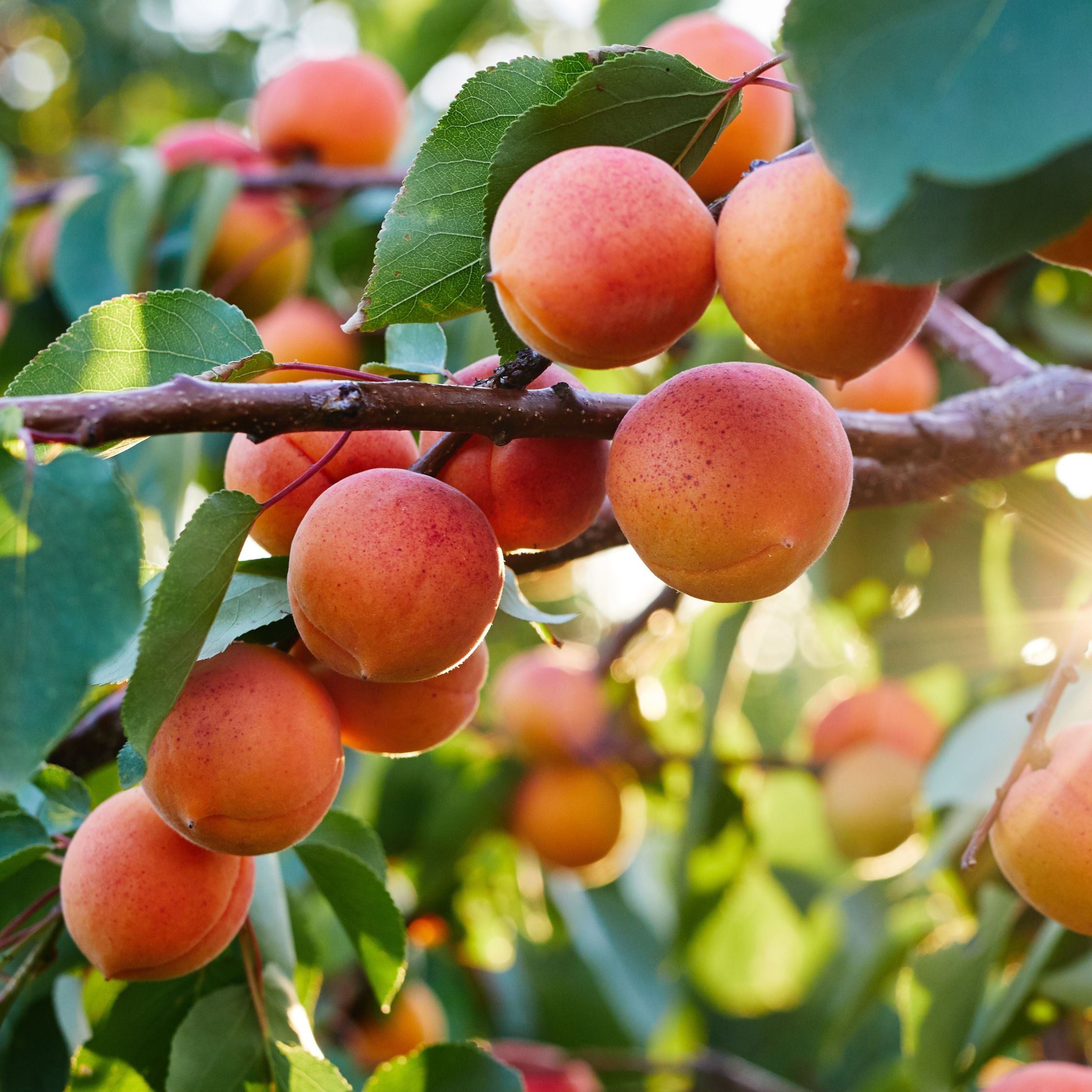 Abrikostræ - Prunus armeniaca