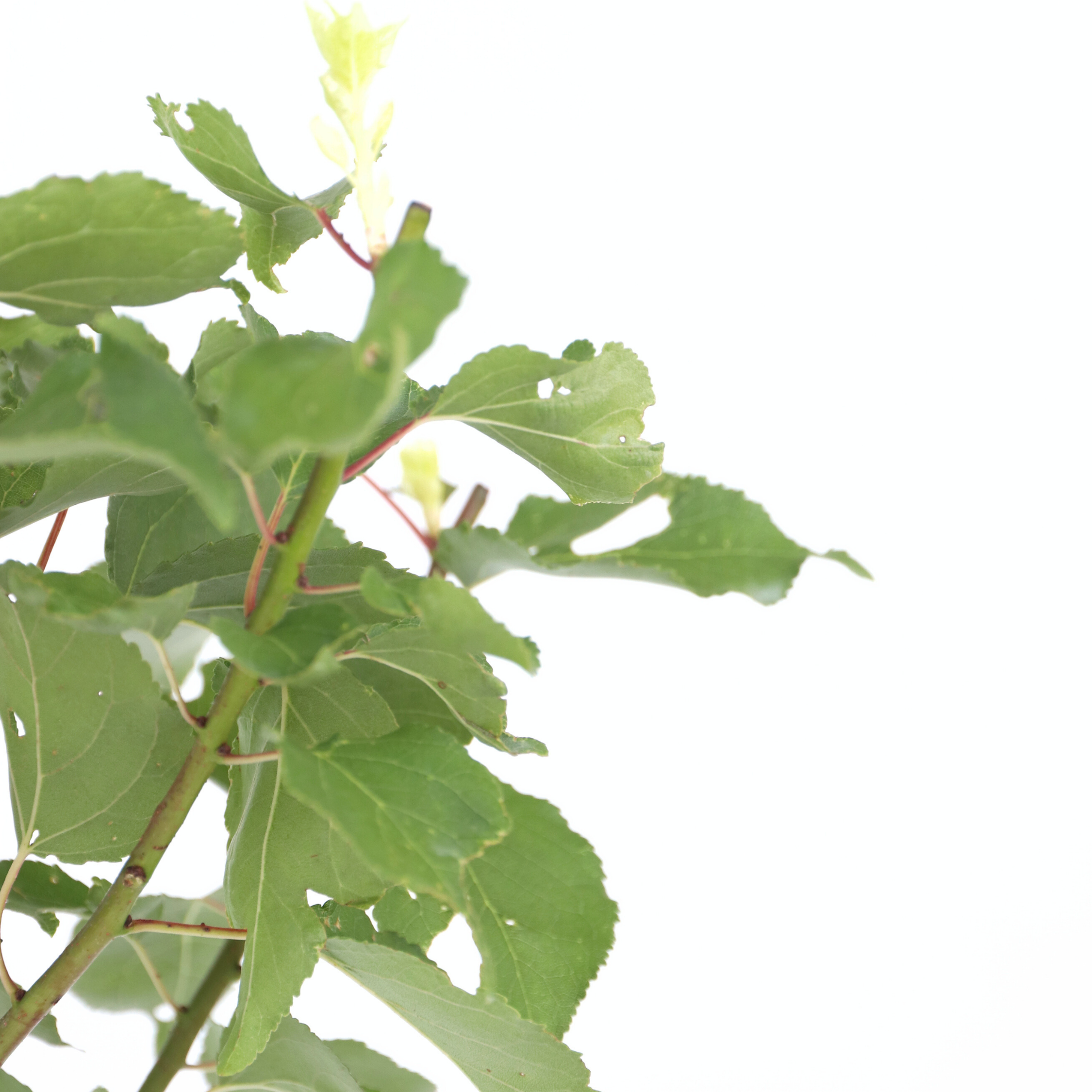 Abrikostræ - Prunus armeniaca