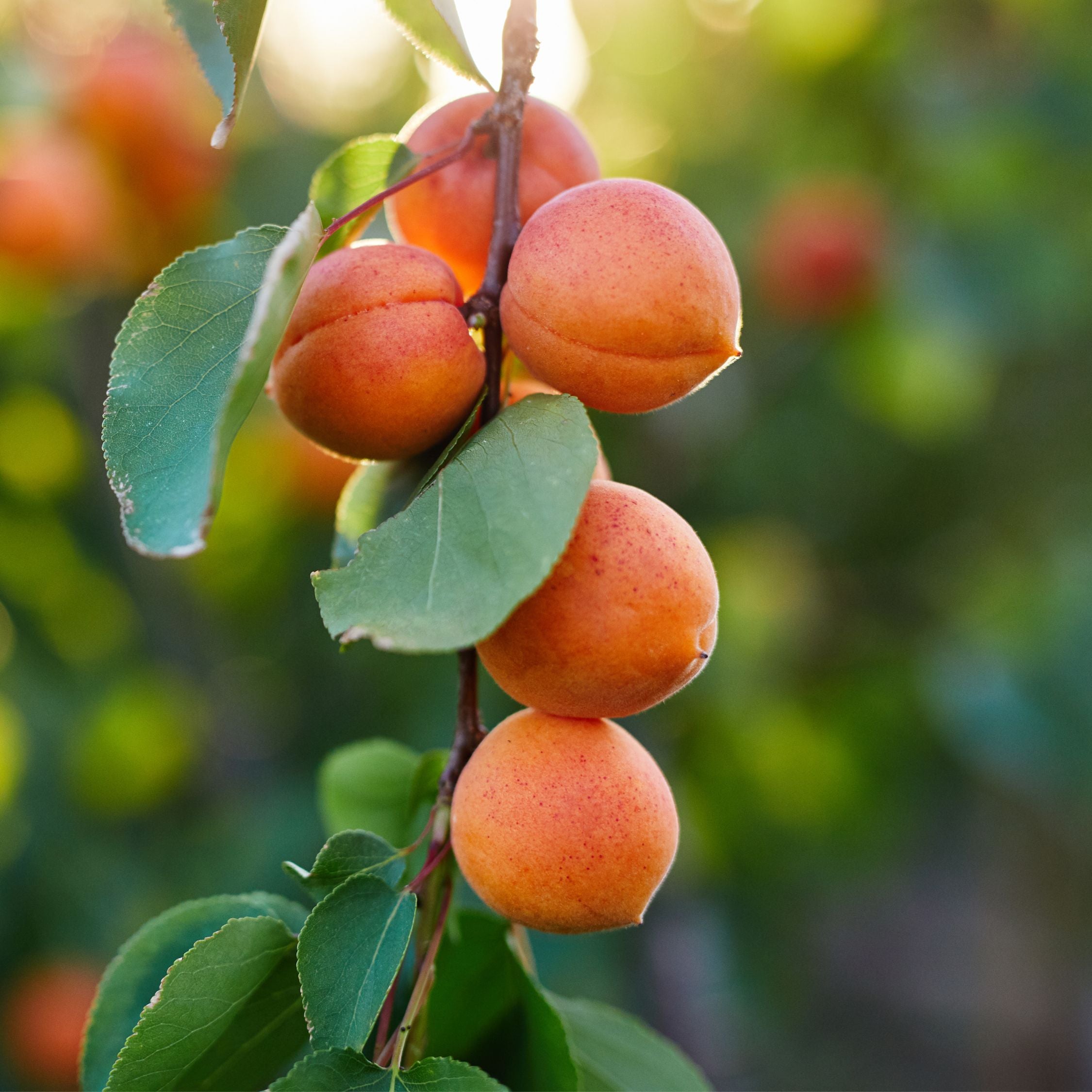 Abrikostræ - Prunus armeniaca