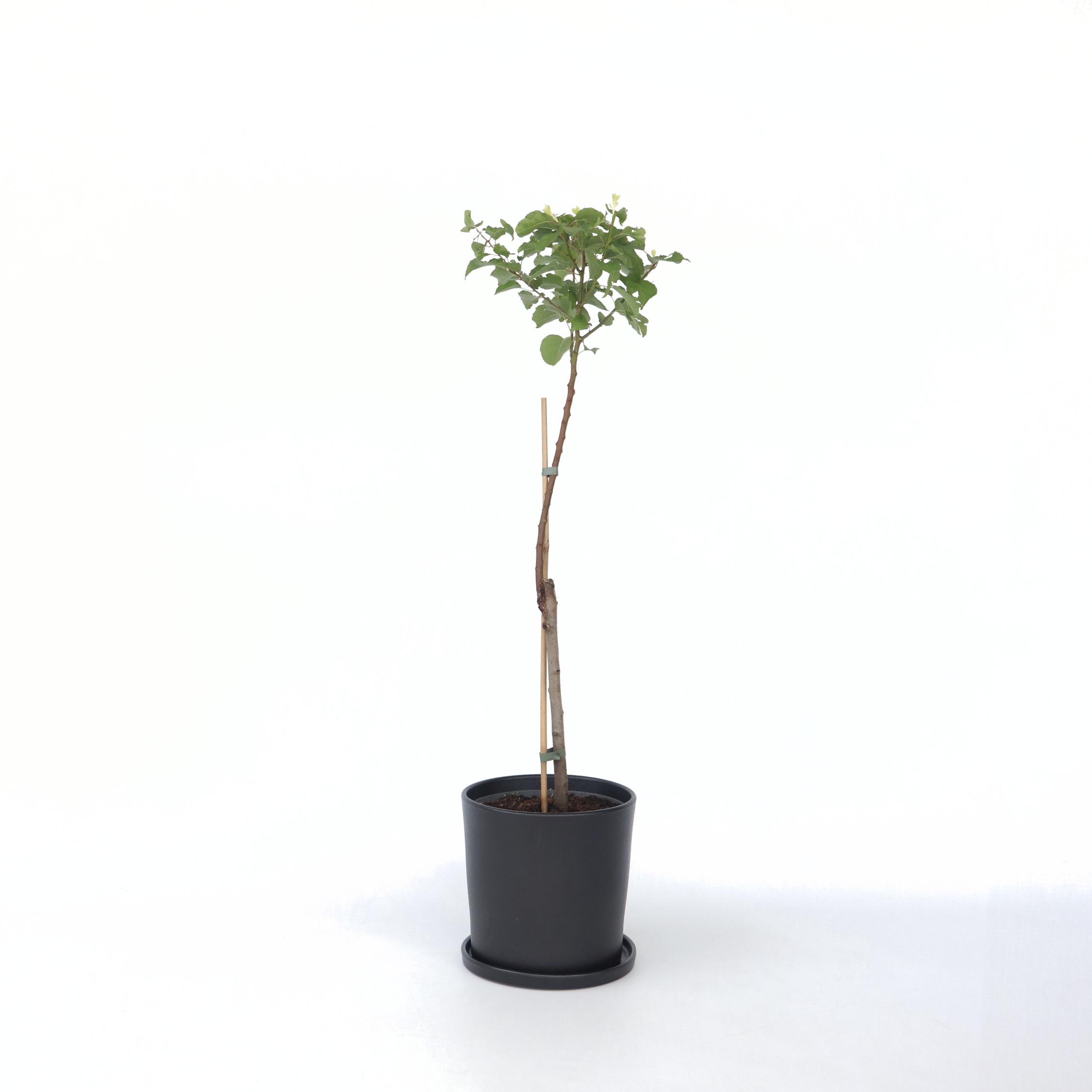 Abrikostræ - Prunus armeniaca