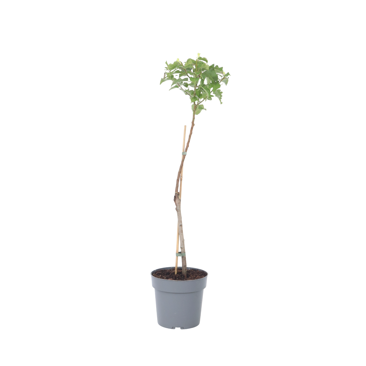 Abrikostræ - Prunus armeniaca
