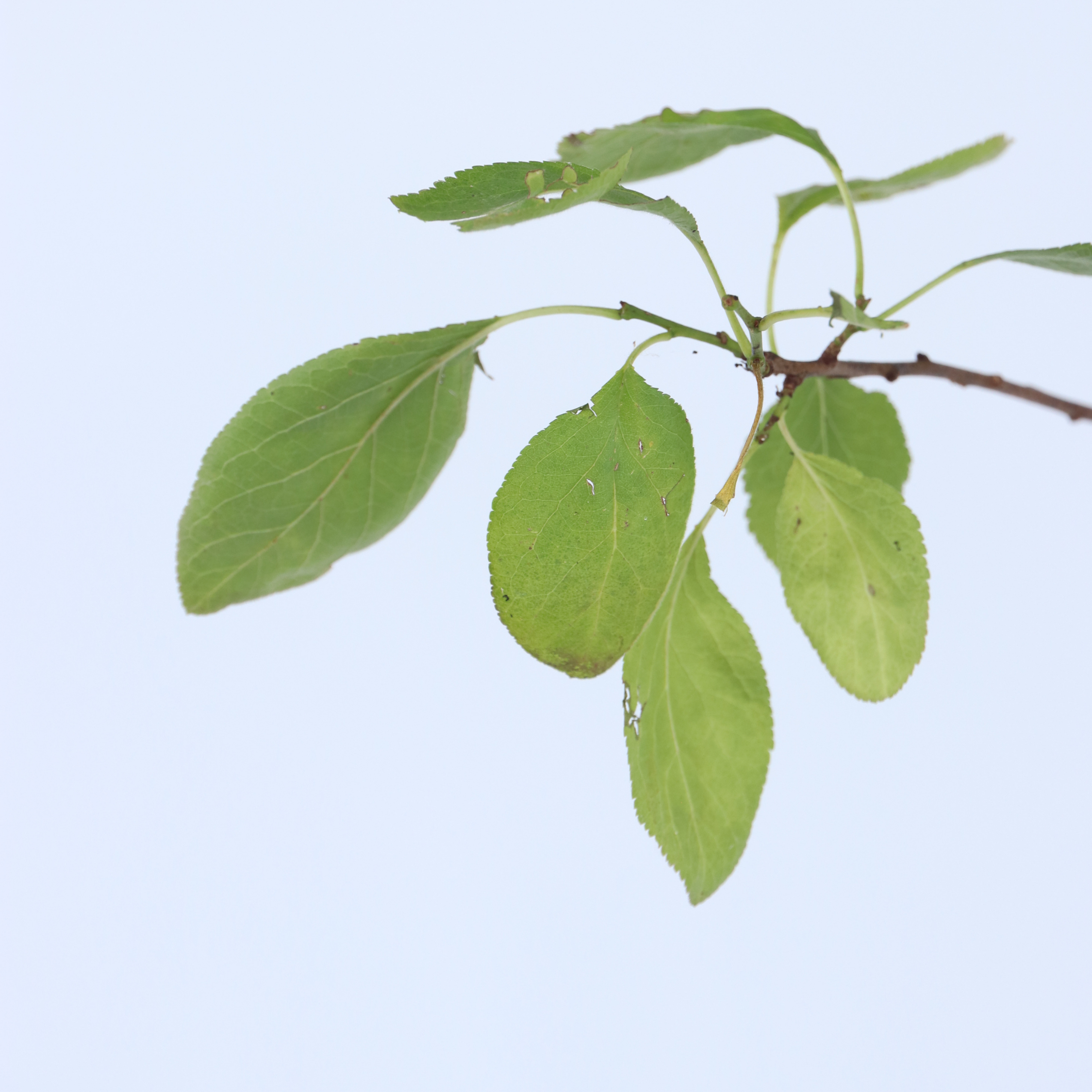 Blommetræ - Prunus domestica 'Opal'