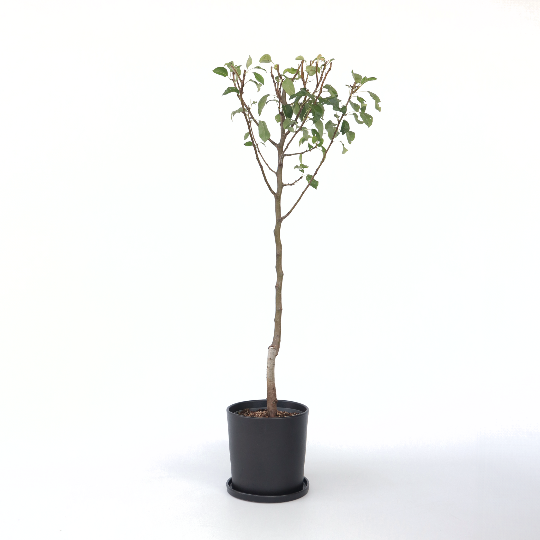 Pæretræ - Pyrus communis 'Conference'