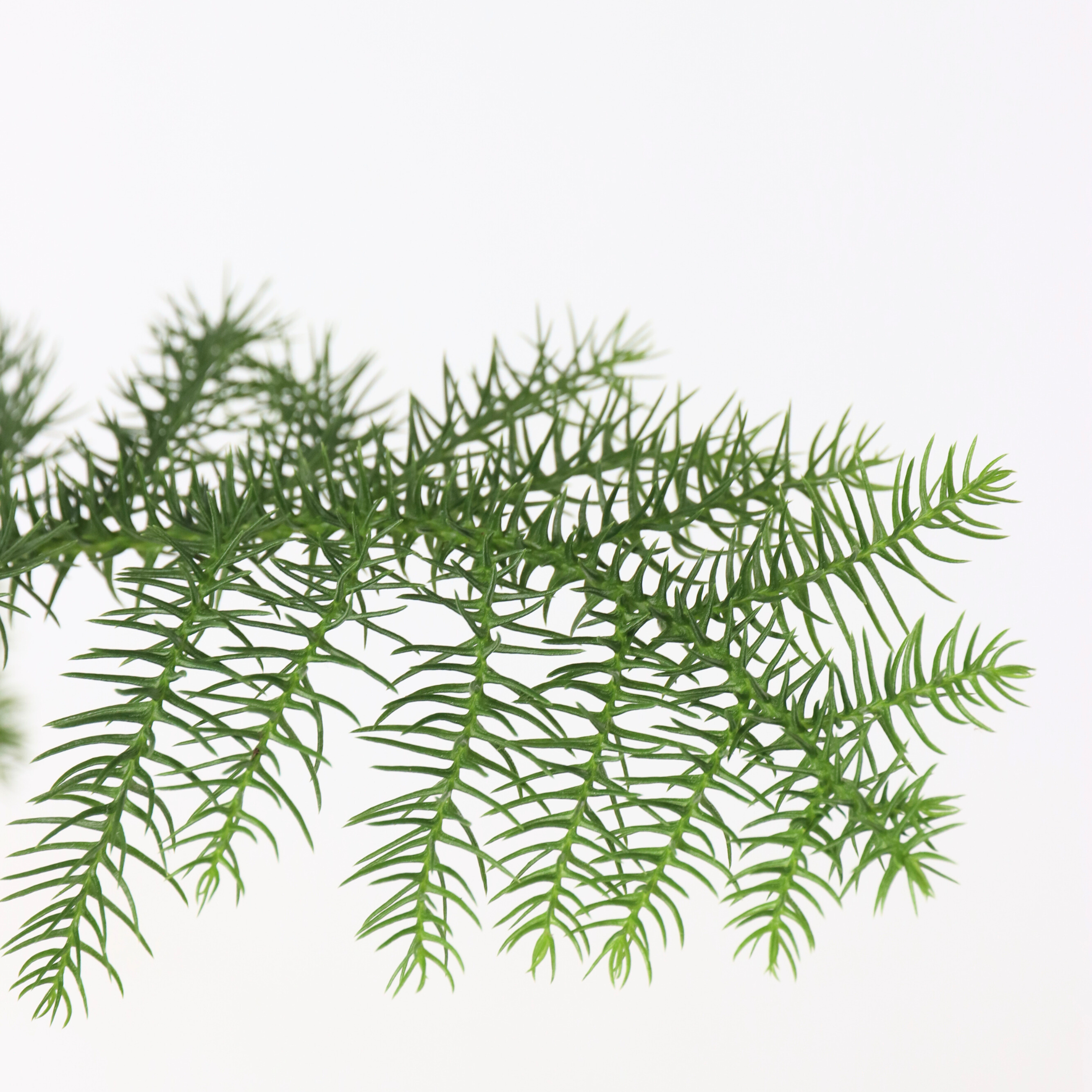 Stuegran - Araucaria heterophylla