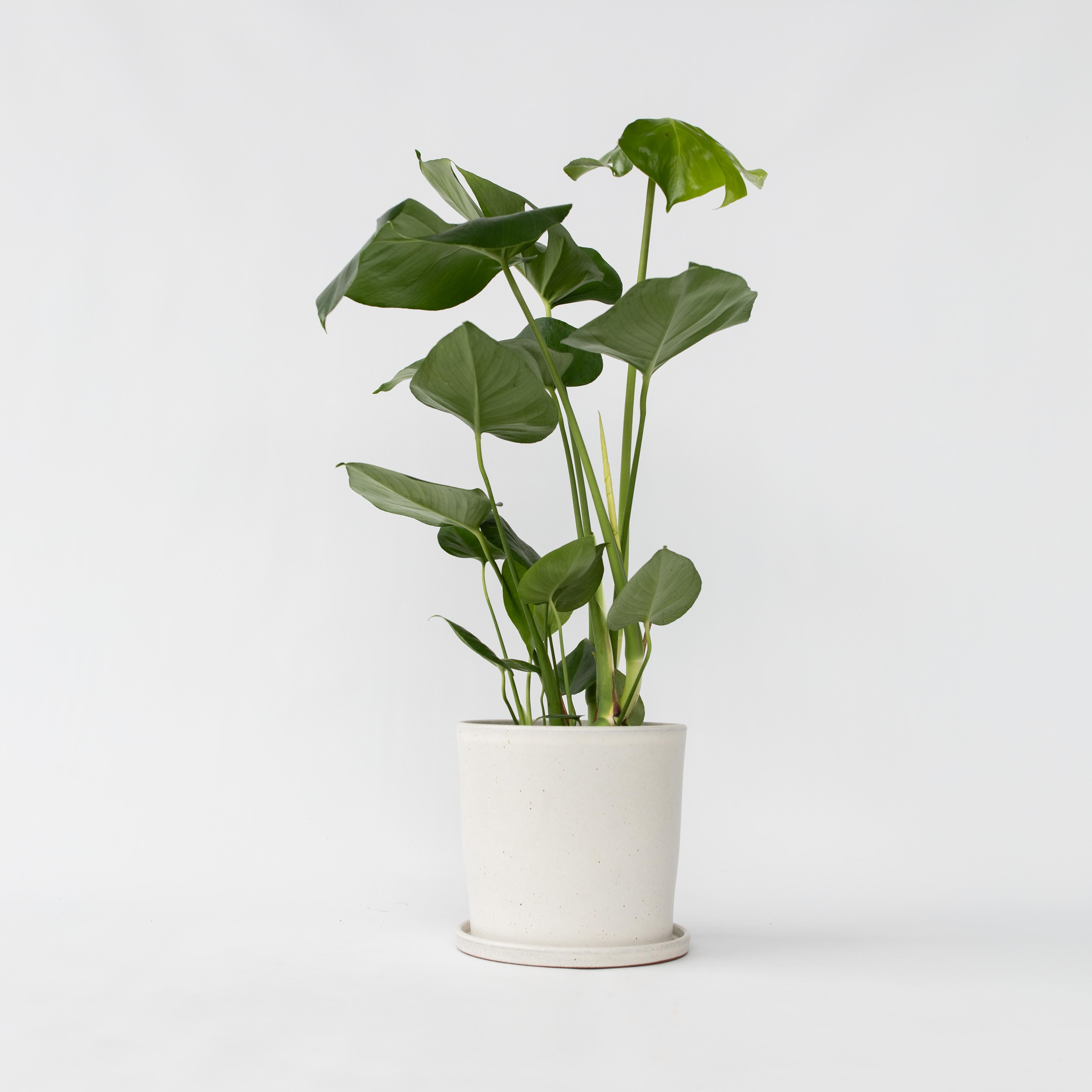 Fingerphilodendron - Monstera deliciosa