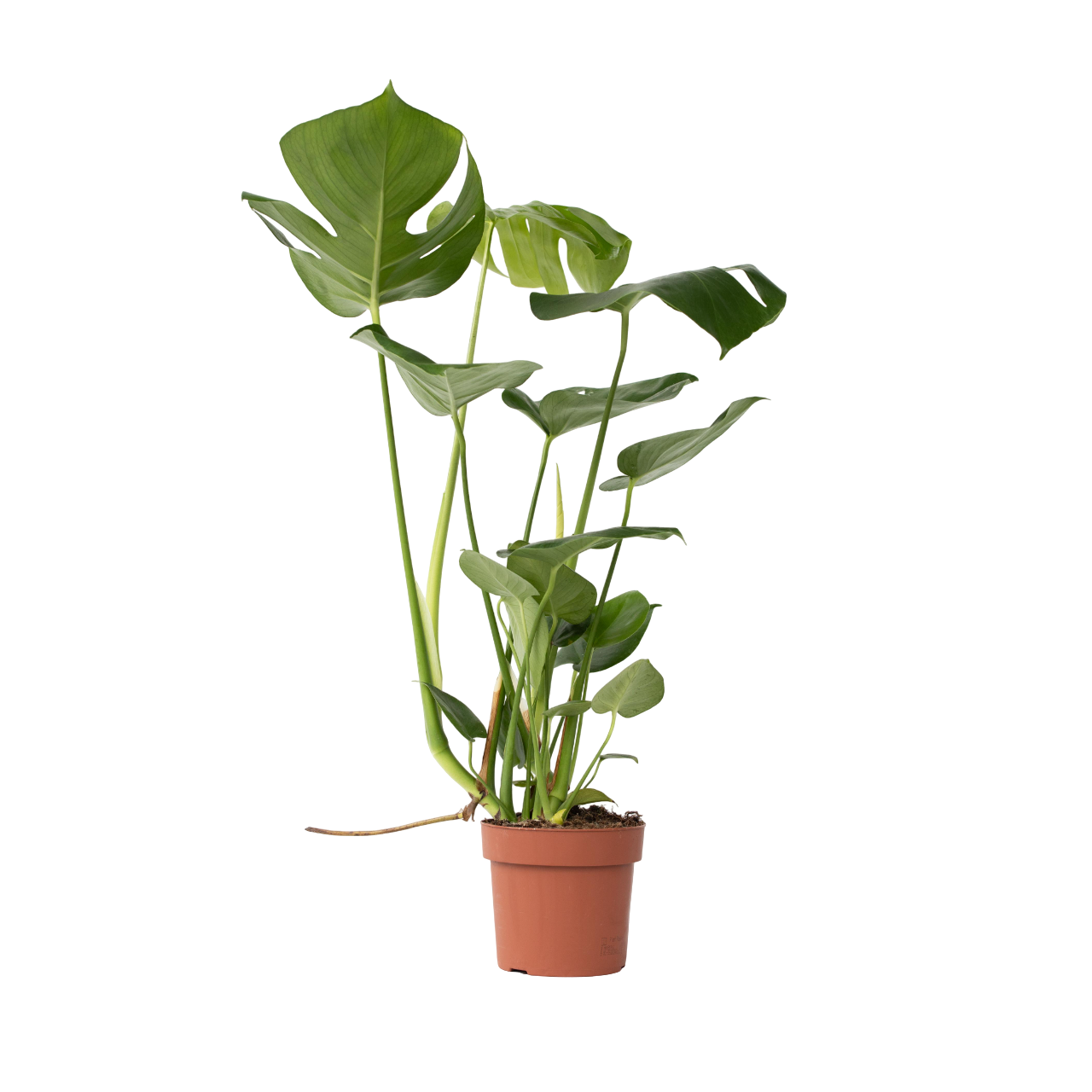 Fingerphilodendron - Monstera deliciosa