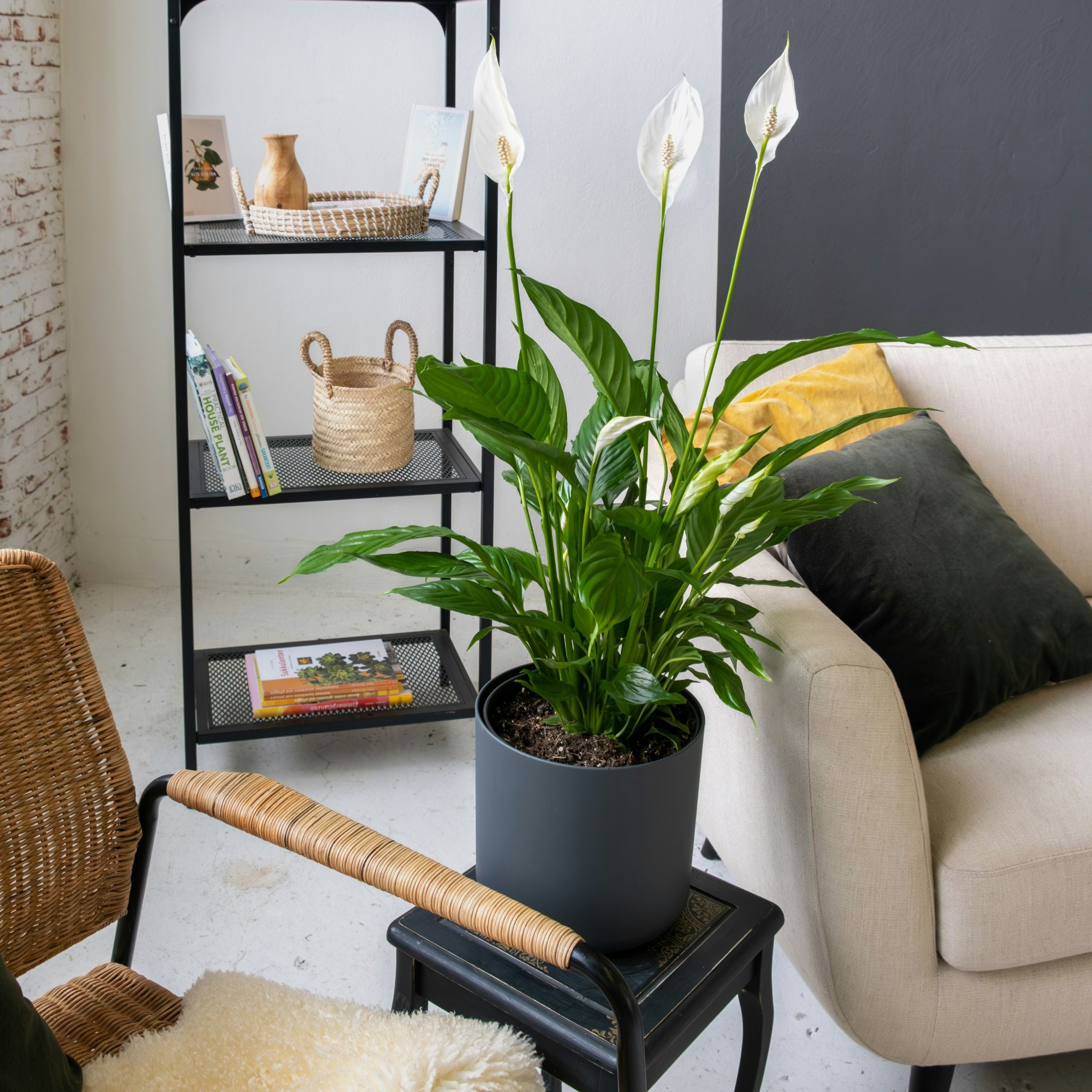 Fredslilje - Spathiphyllum 'Lima'