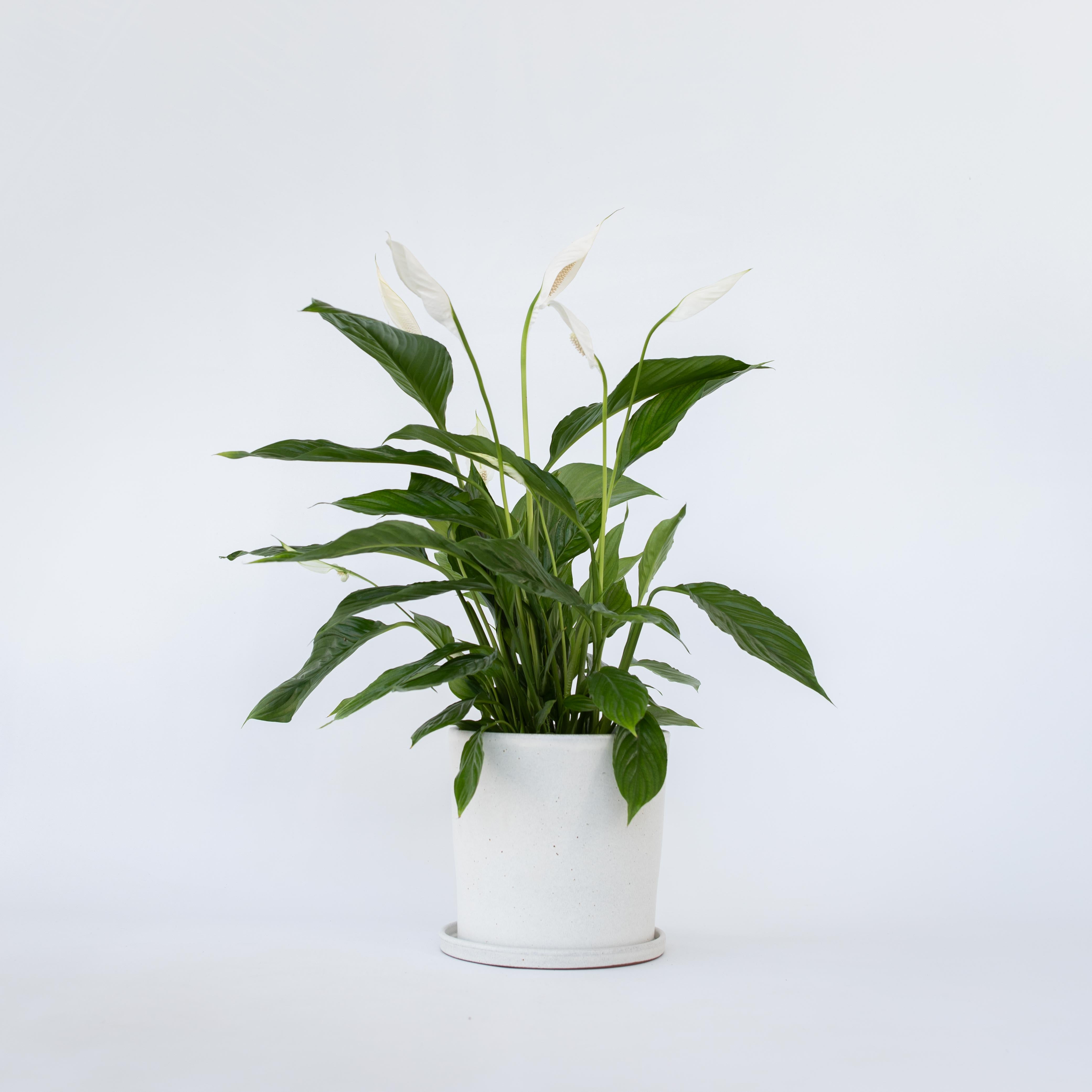 Fredslilje - Spathiphyllum 'Lima'