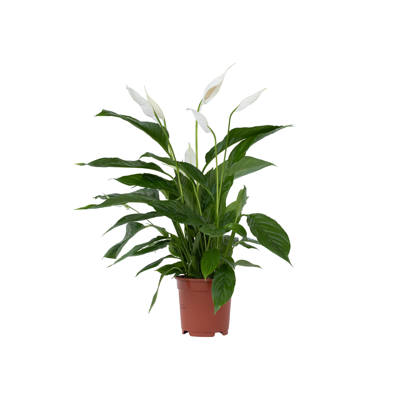 Fredslilje - Spathiphyllum 'Lima'
